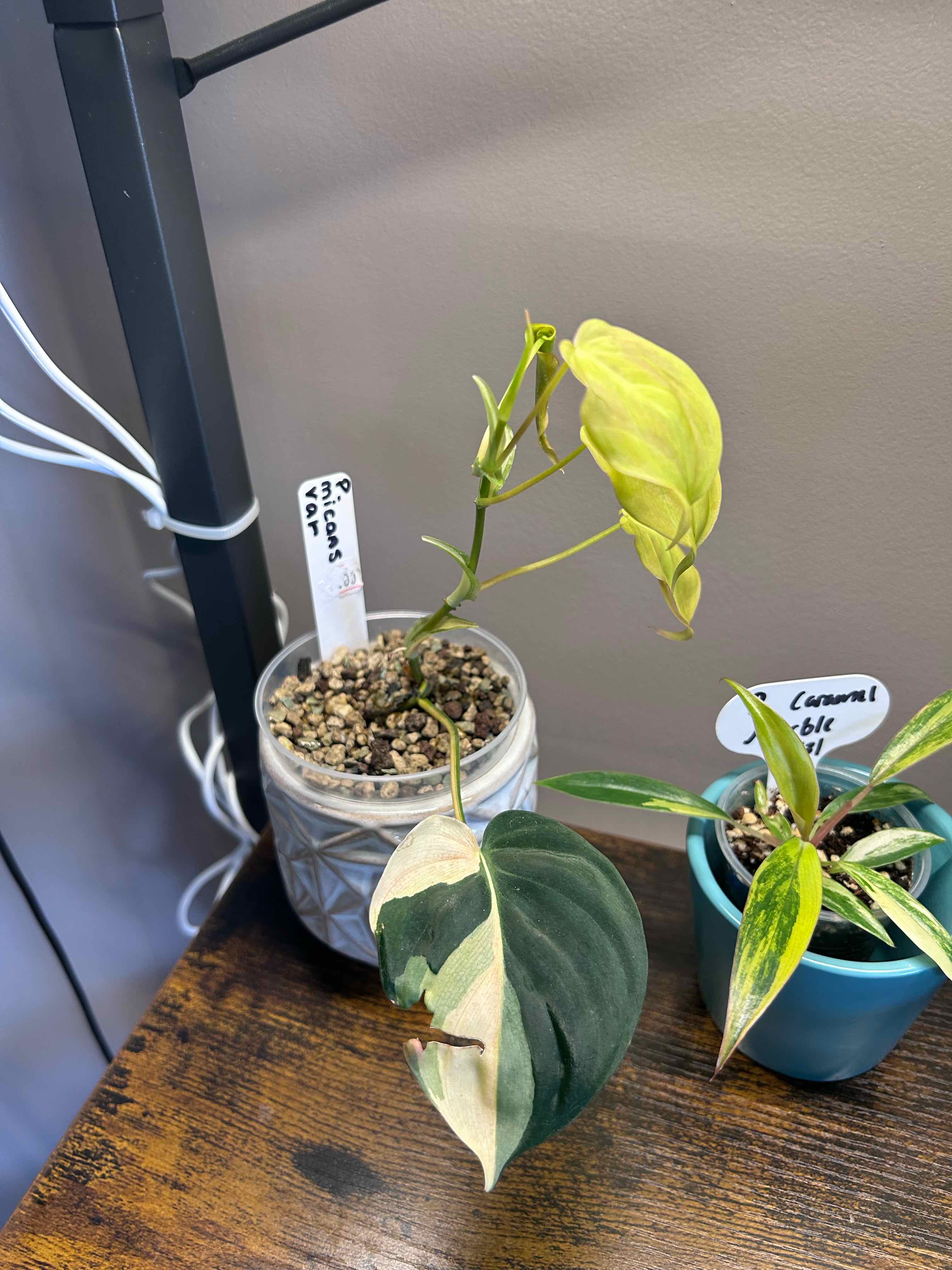 Photo of the plant species Philodendron micans 'Albo Pink' by @Blhagmaier named Remi on Greg, the plant care app