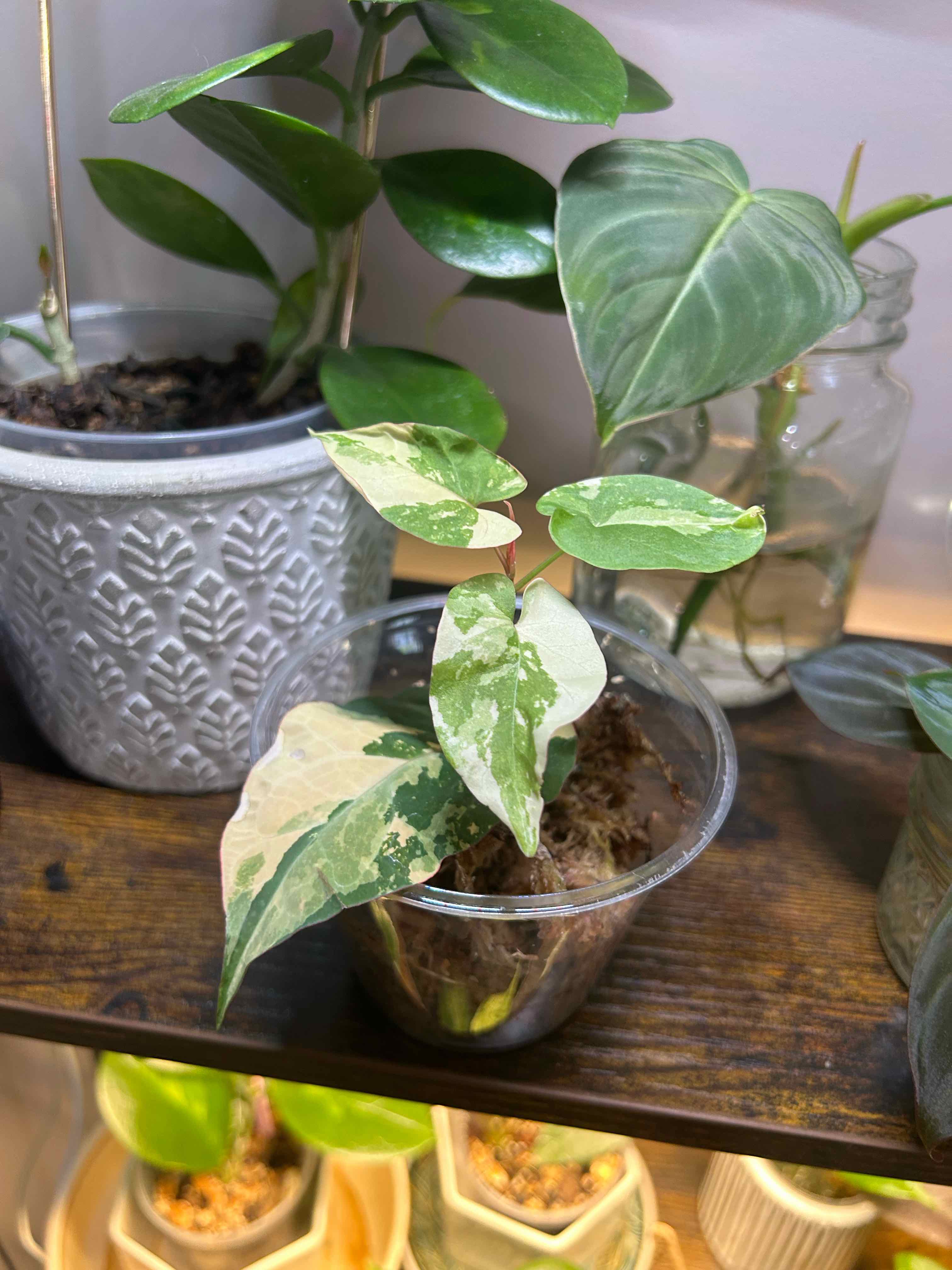 Photo of the plant species Tuber Fleeceflower by @Blhagmaier named Fallopia on Greg, the plant care app