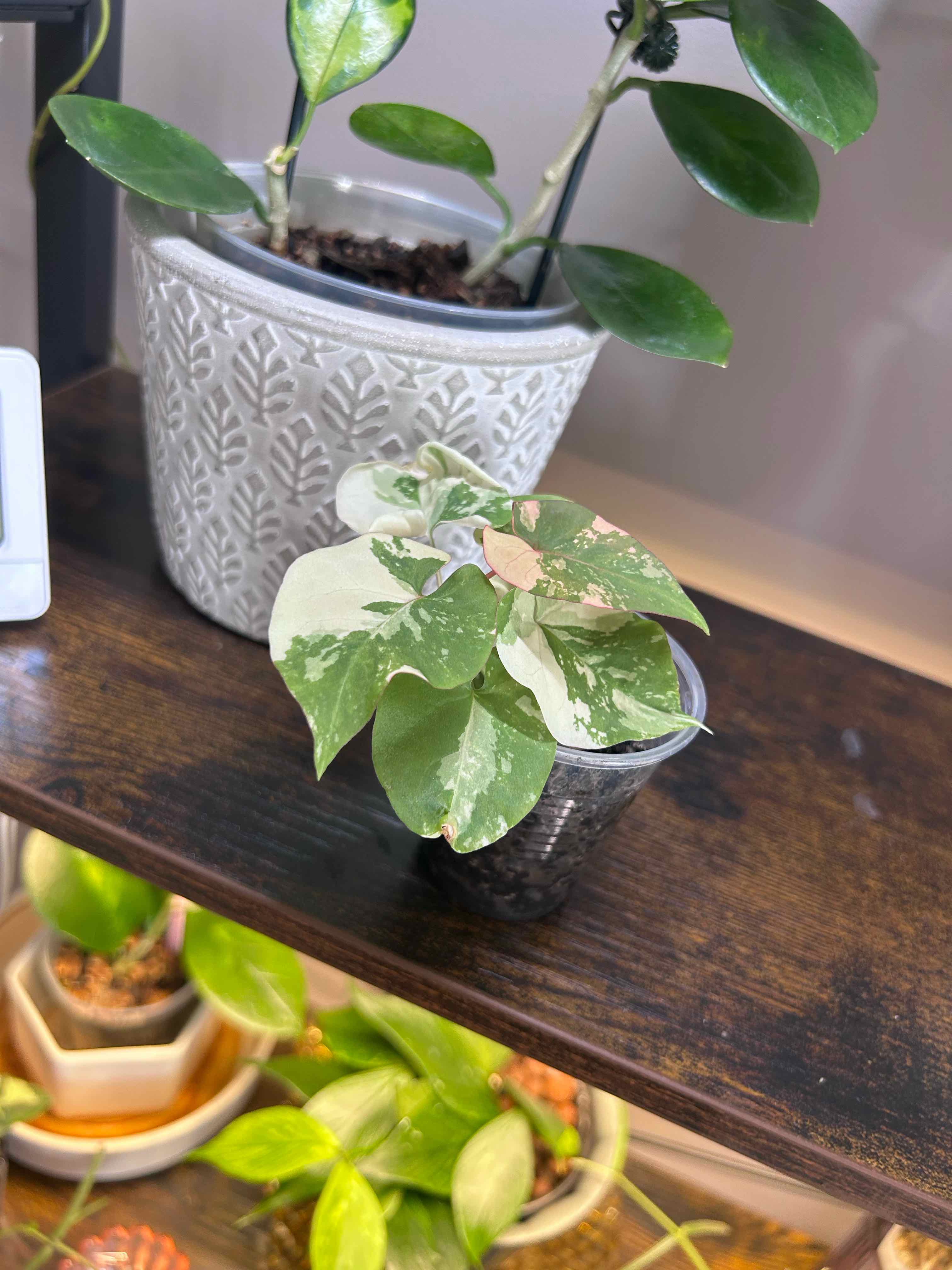 Photo of the plant species Tuber Fleeceflower by @Blhagmaier named Fallopia on Greg, the plant care app
