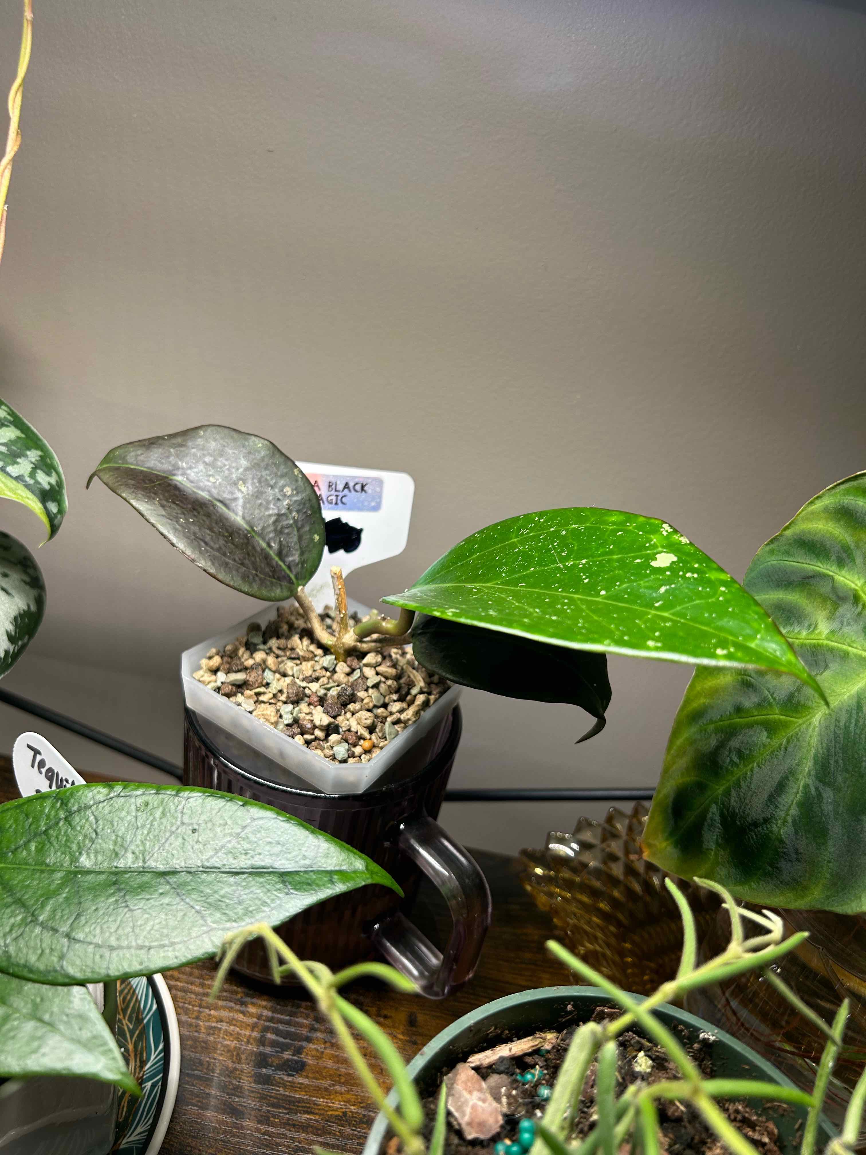 Photo of the plant species Hoya AH 'Black Magic' by @Blhagmaier named Black Magic on Greg, the plant care app