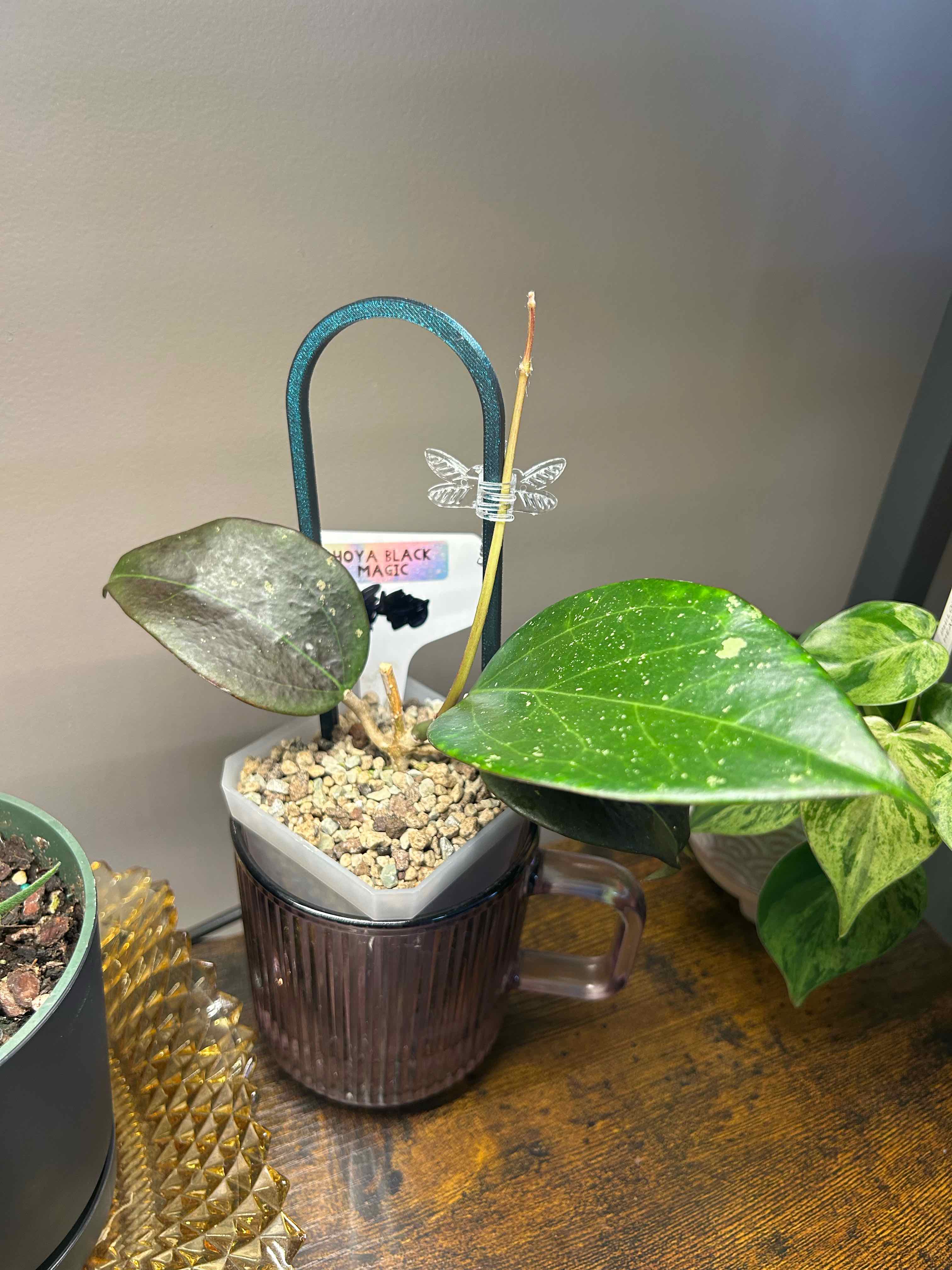 Photo of the plant species Hoya AH 'Black Magic' by @Blhagmaier named Black Magic on Greg, the plant care app