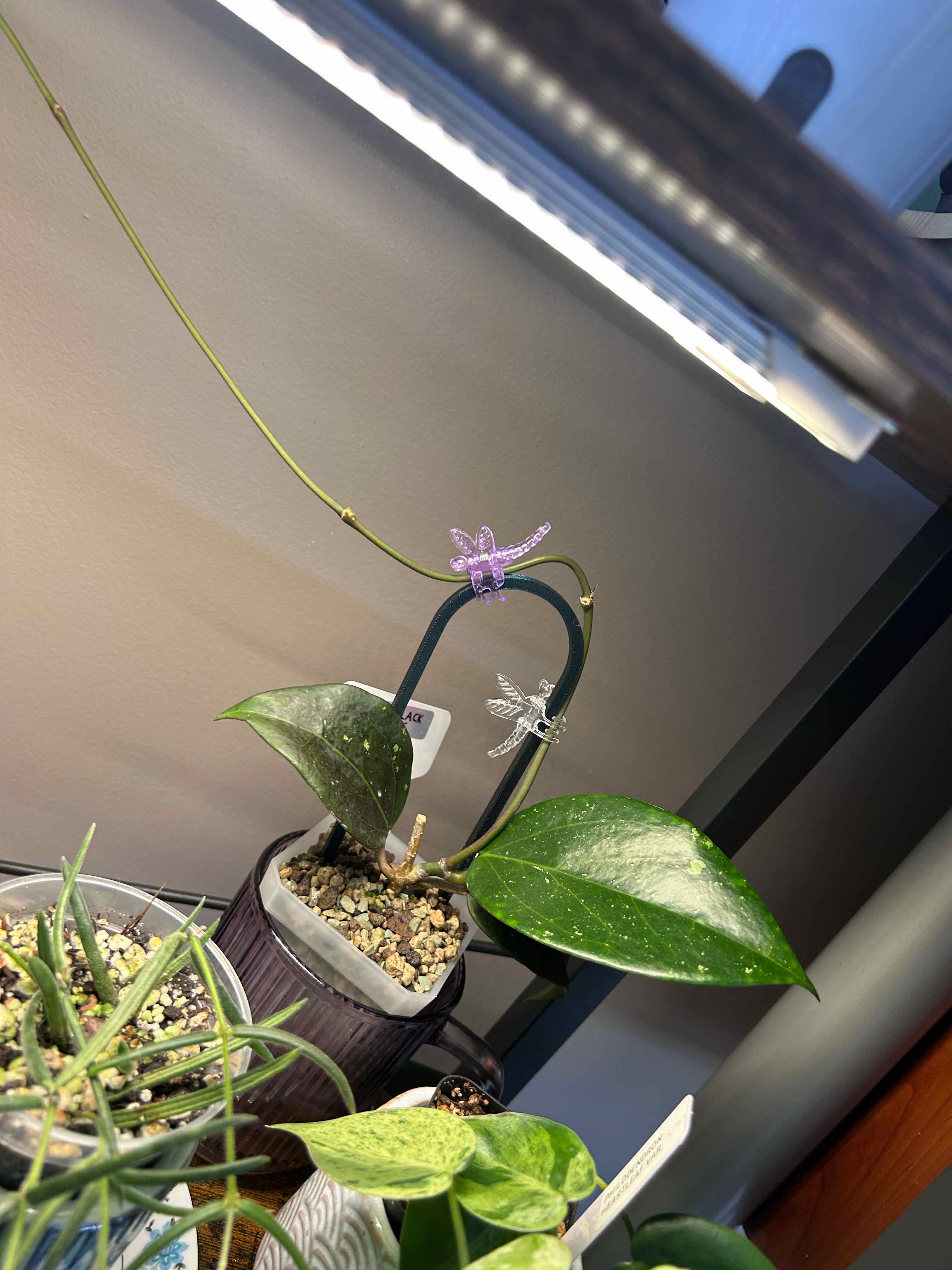 Photo of the plant species Hoya AH 'Black Magic' by @Blhagmaier named Black Magic on Greg, the plant care app
