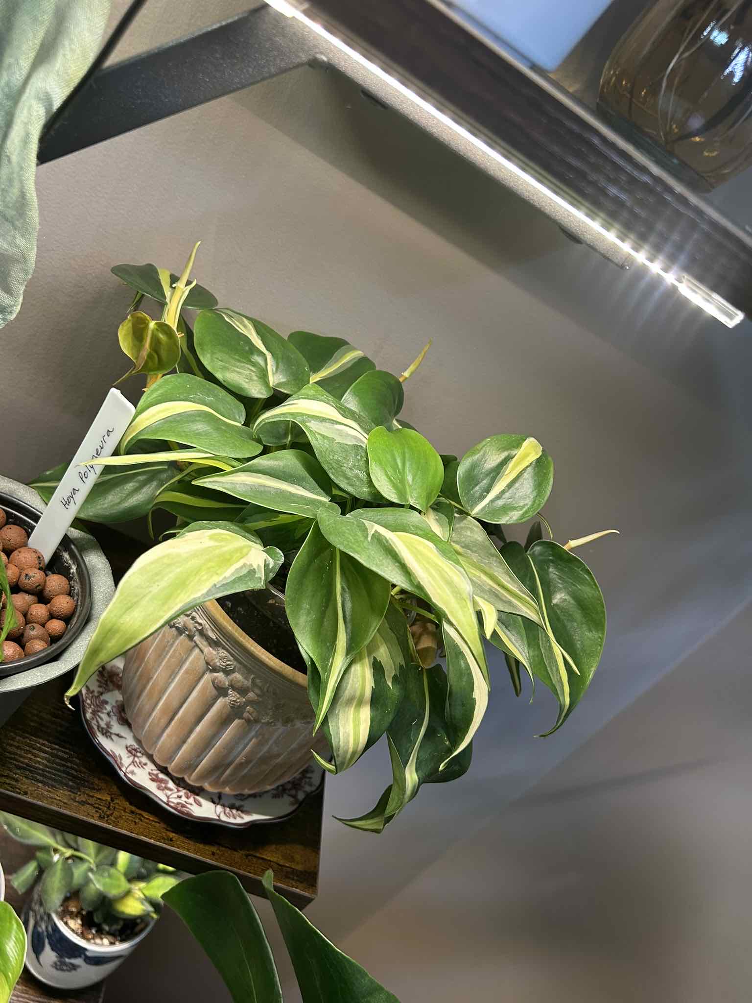 Photo of the plant species Silver Stripe Philodendron by @Blhagmaier named Silver Stripes on Greg, the plant care app