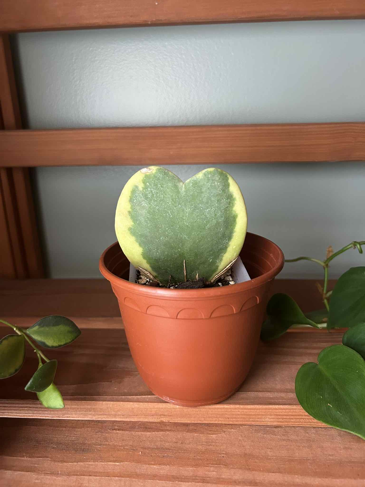 Photo of the plant species Variegated Heart Leaf Hoya by @Blhagmaier named Kerrii on Greg, the plant care app
