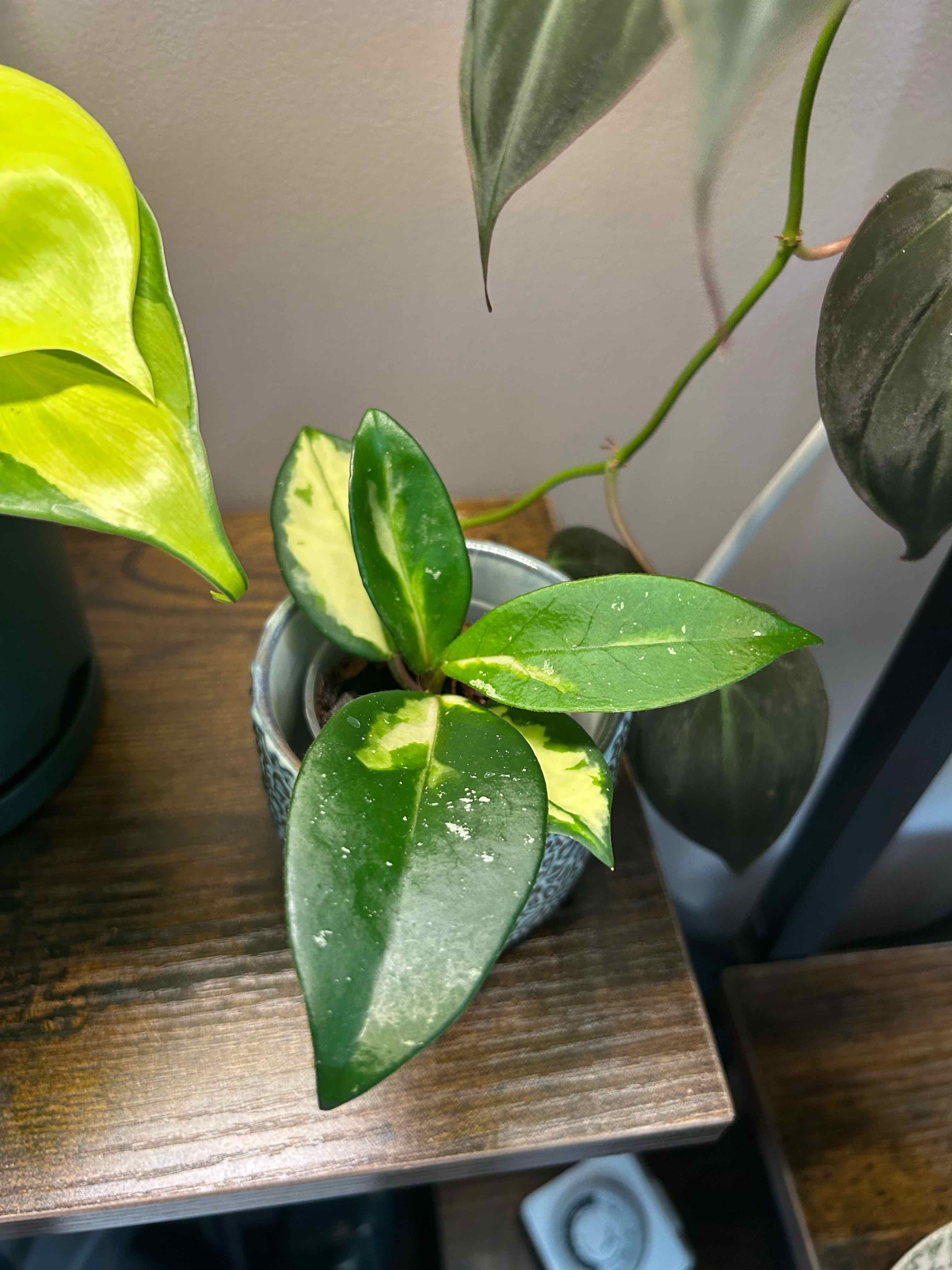 Photo of the plant species Exotic Hoya by @Blhagmaier named Exotica on Greg, the plant care app
