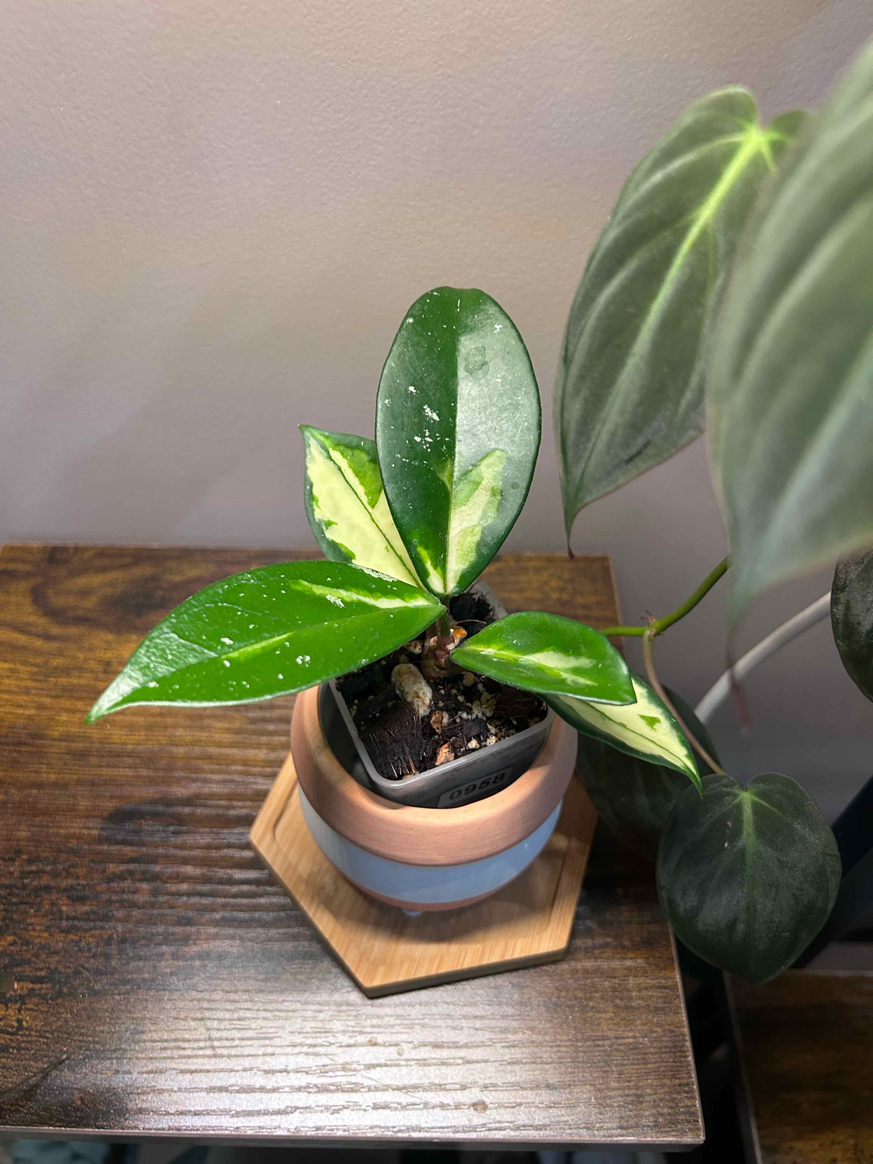 Photo of the plant species Exotic Hoya by @Blhagmaier named Exotica on Greg, the plant care app