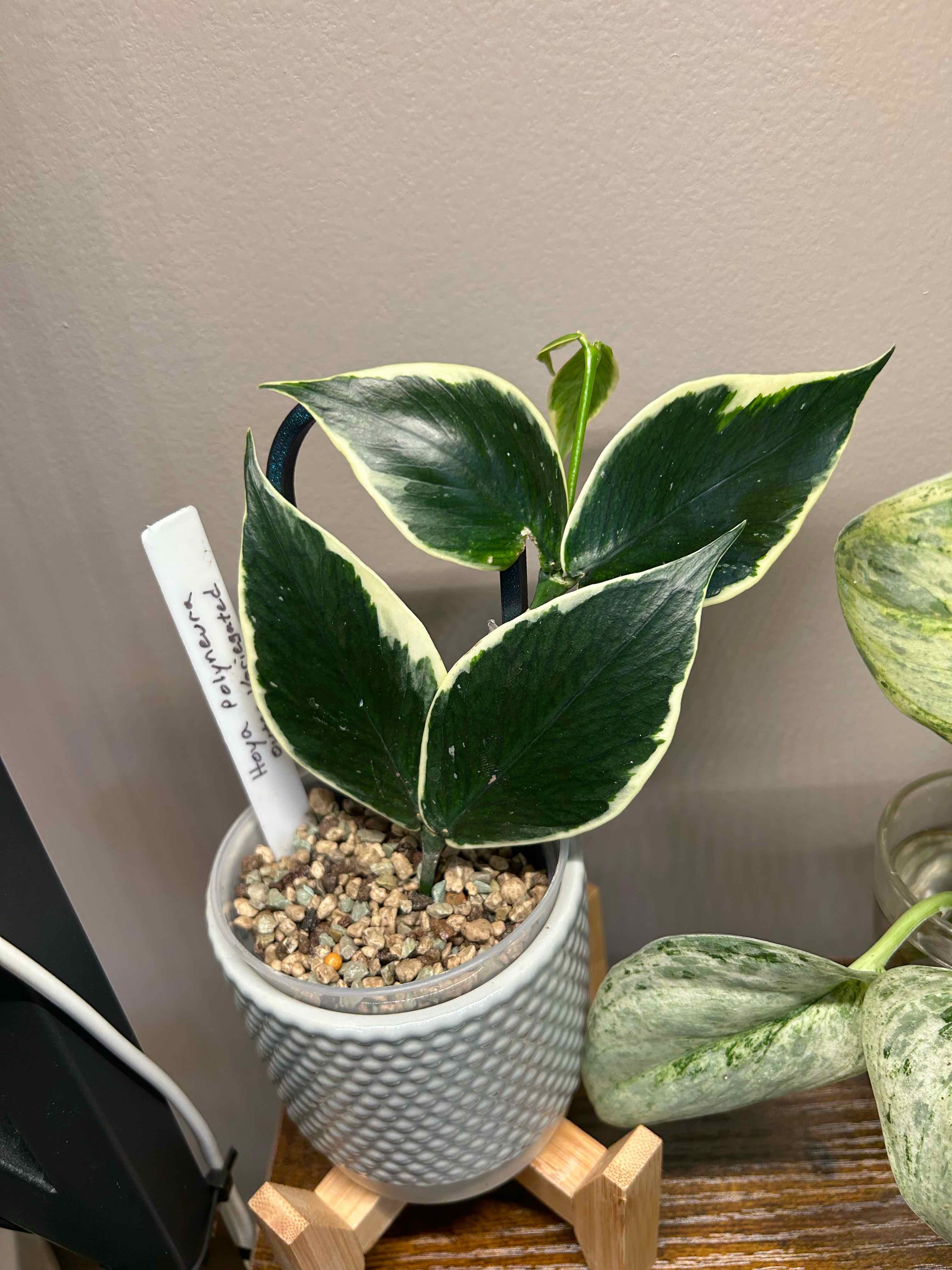 Photo of the plant species Hoya Poly Albo by @Blhagmaier named PolyAlbo on Greg, the plant care app
