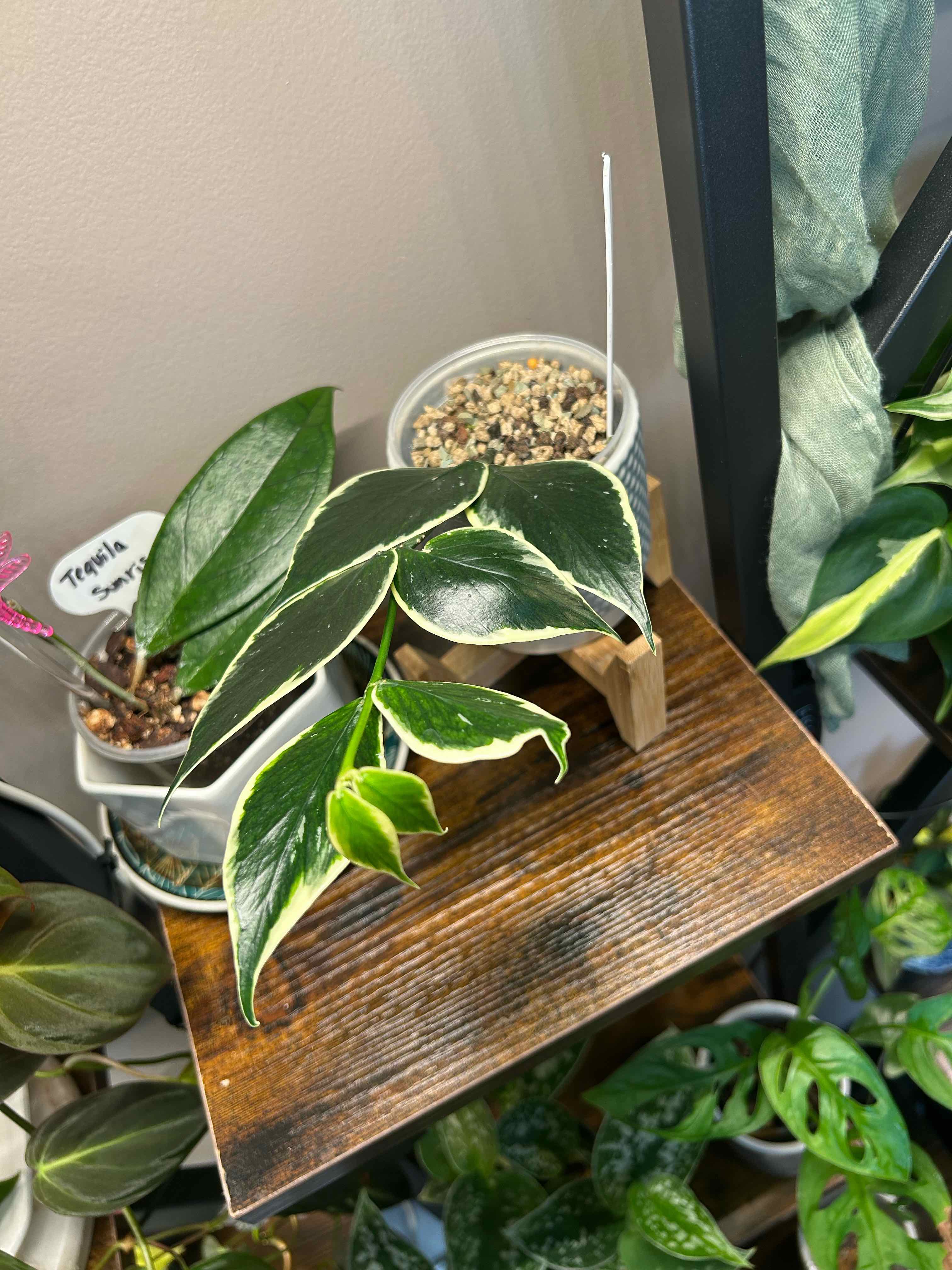 Photo of the plant species Hoya Poly Albo by @Blhagmaier named PolyAlbo on Greg, the plant care app