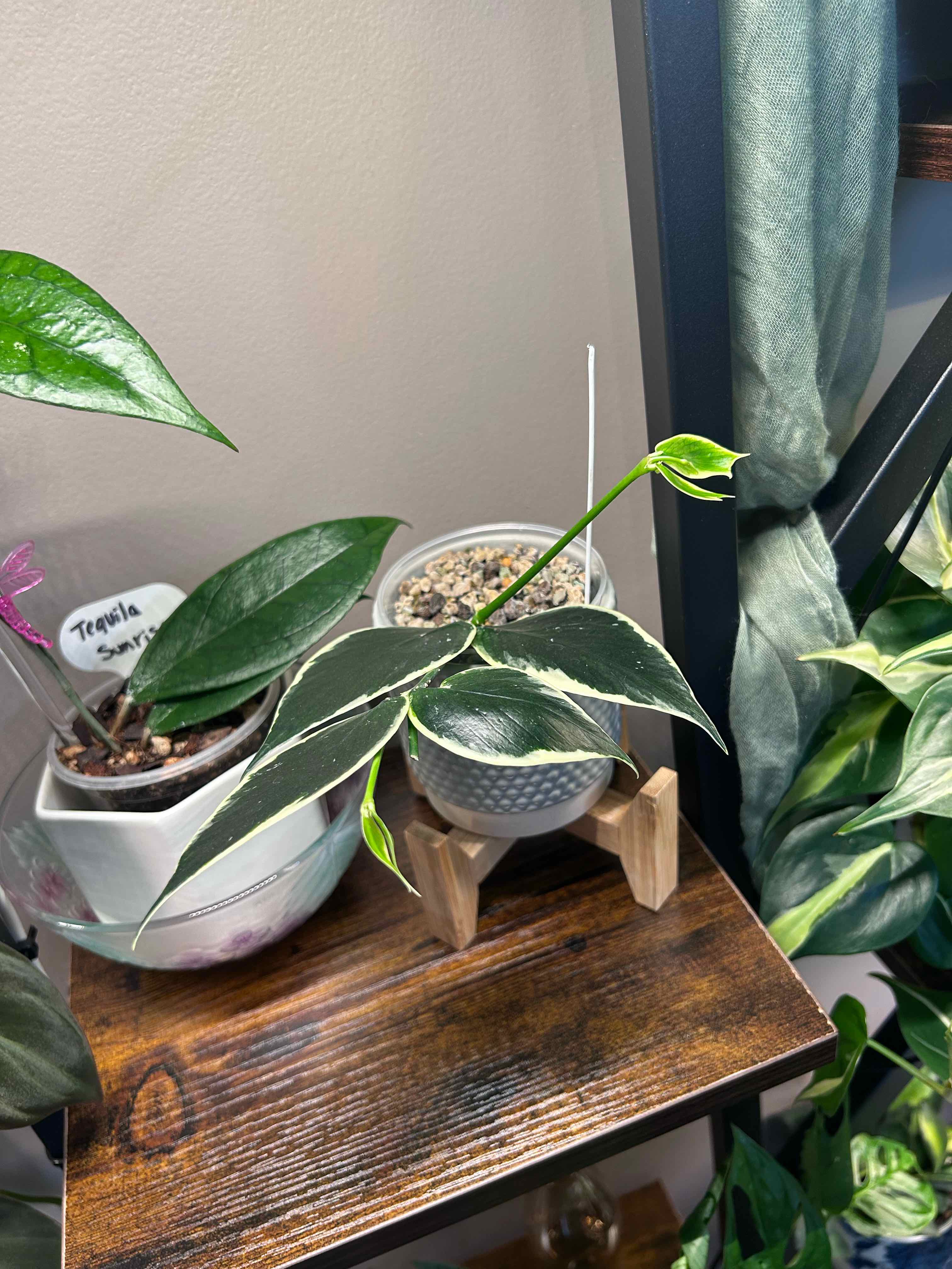 Photo of the plant species Hoya Poly Albo by @Blhagmaier named PolyAlbo on Greg, the plant care app