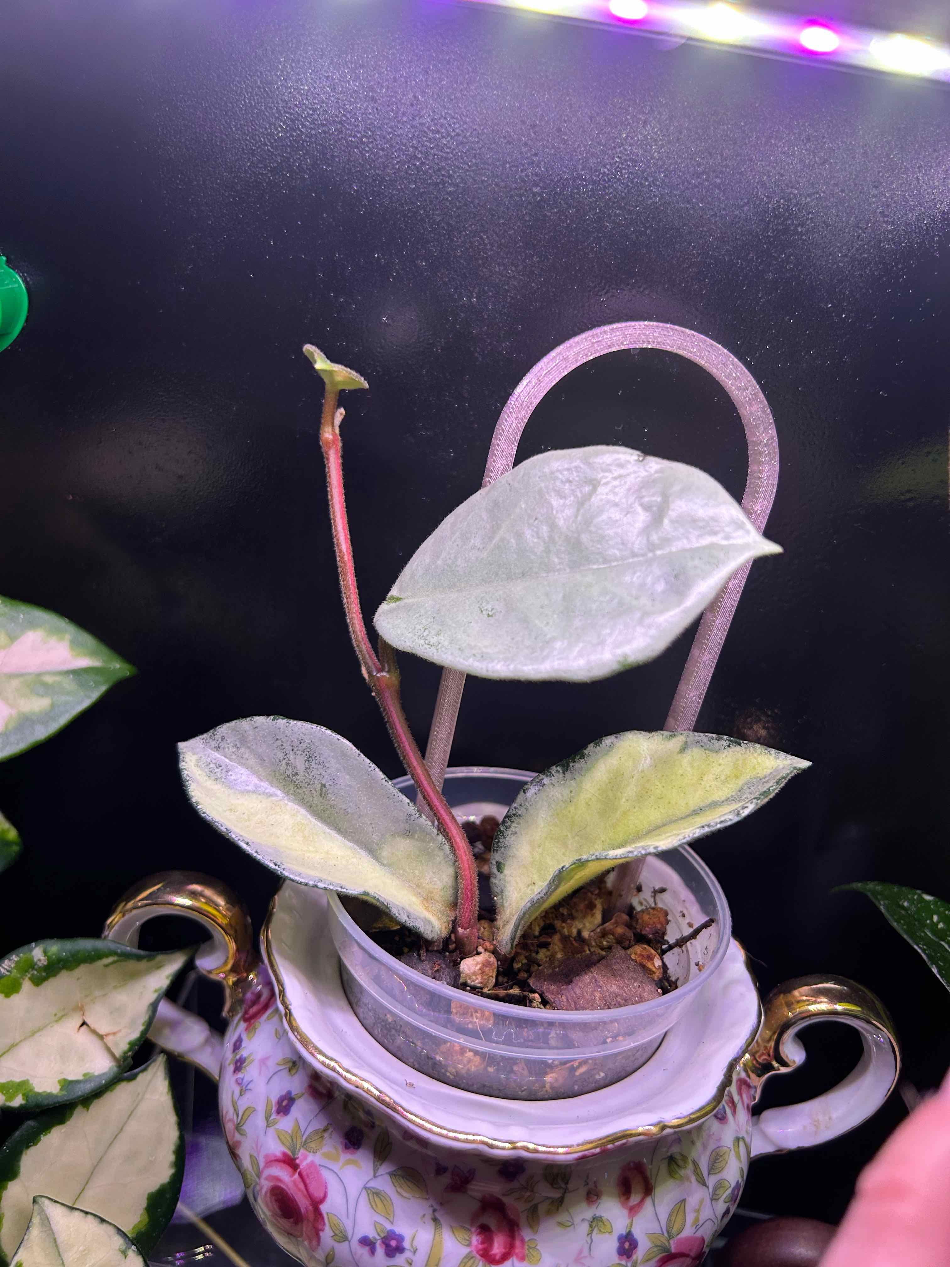 Photo of the plant species Hoya Argentea Princess by @Blhagmaier named Argentea on Greg, the plant care app