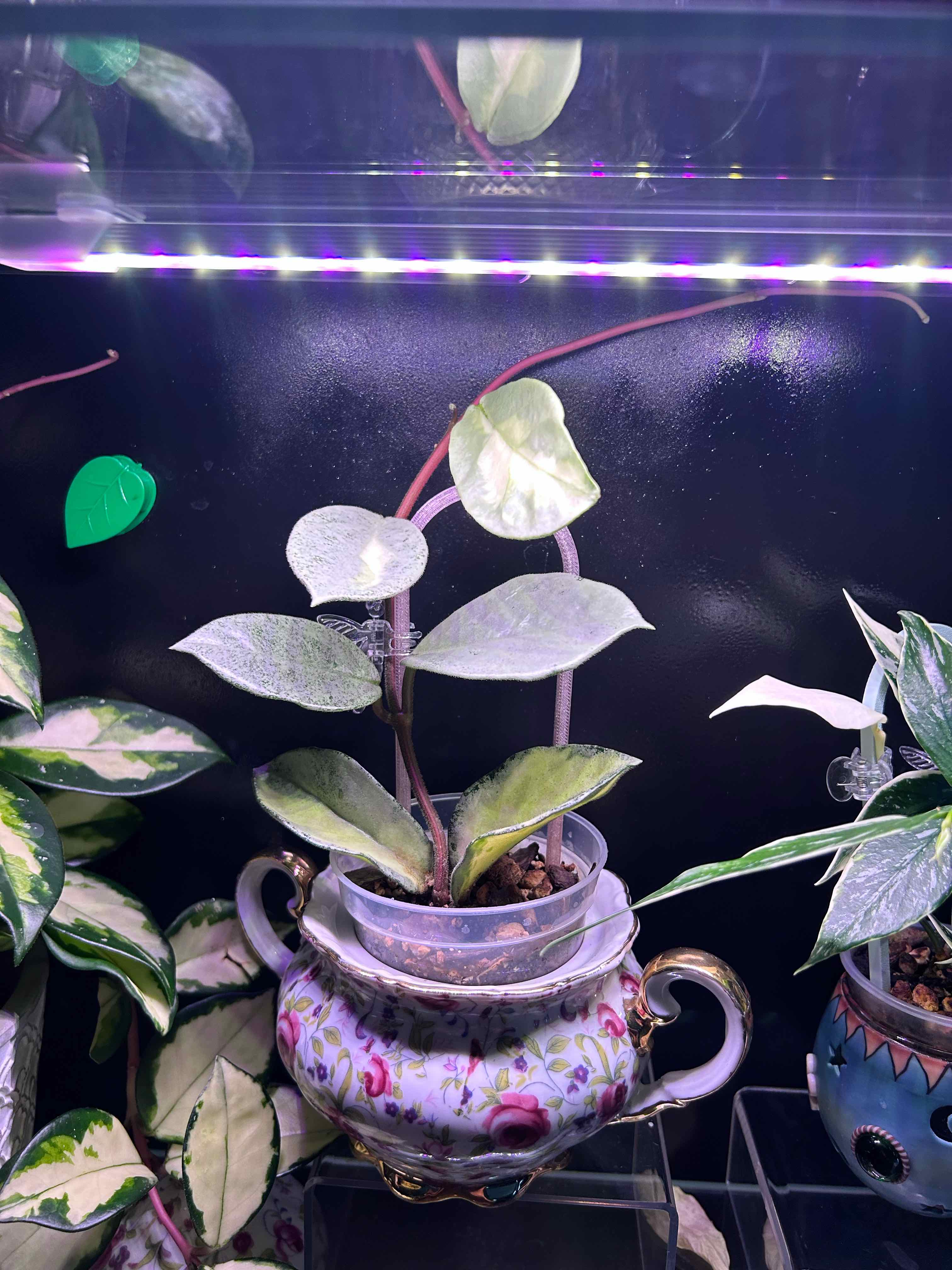 Photo of the plant species Hoya Argentea Princess by @Blhagmaier named Argentea on Greg, the plant care app