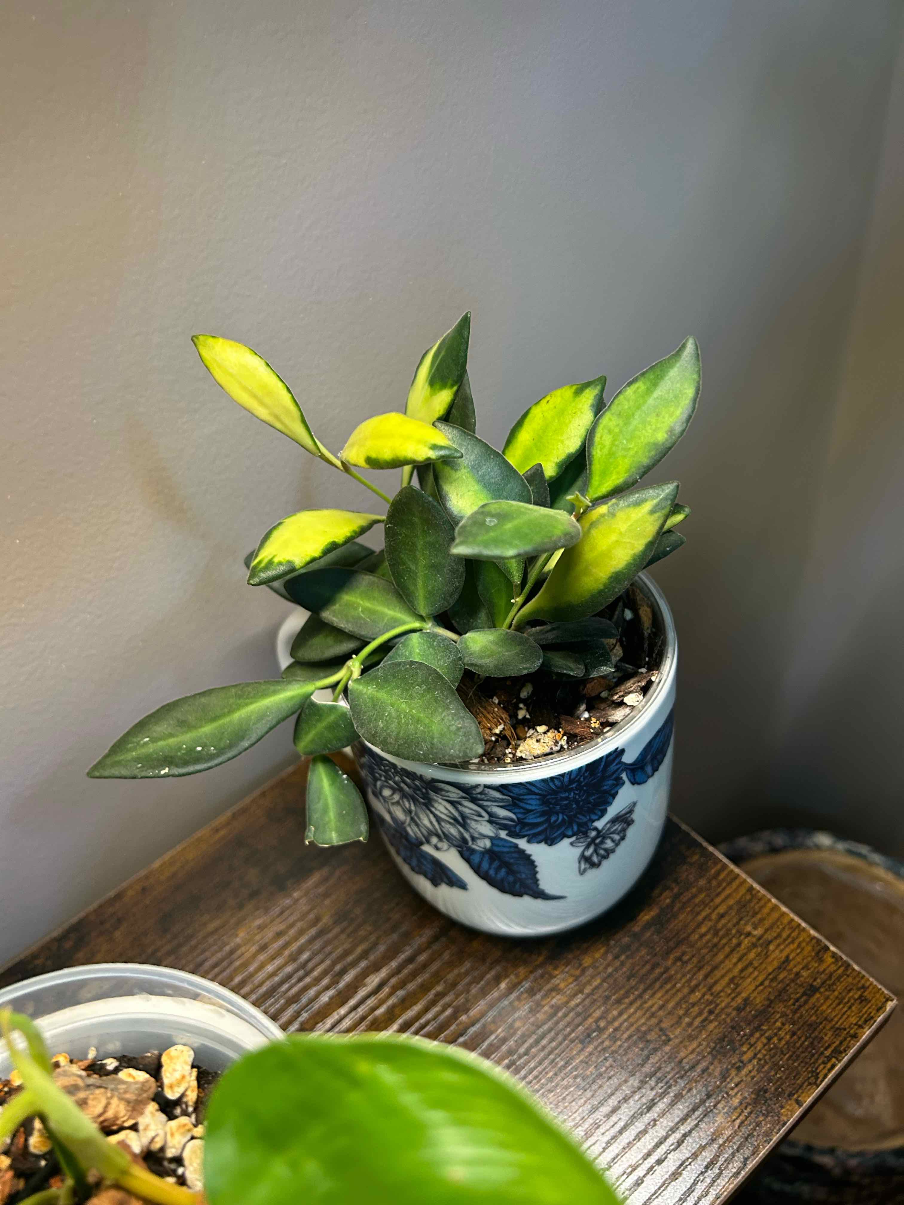Photo of the plant species Sea stone hoya by @Blhagmaier named Sea Stone on Greg, the plant care app