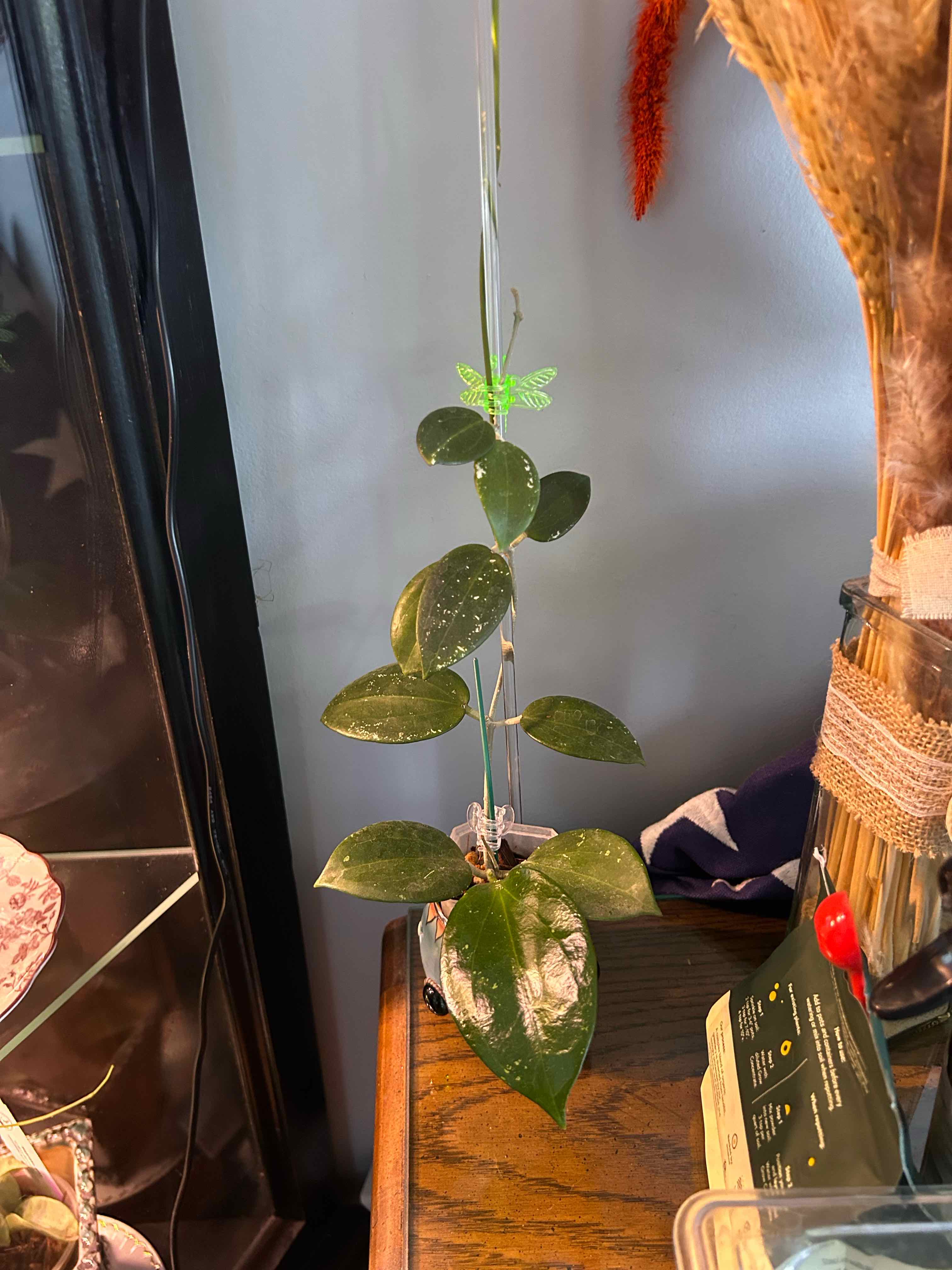 Photo of the plant species Hoya erythrina by @Blhagmaier named Genieve on Greg, the plant care app