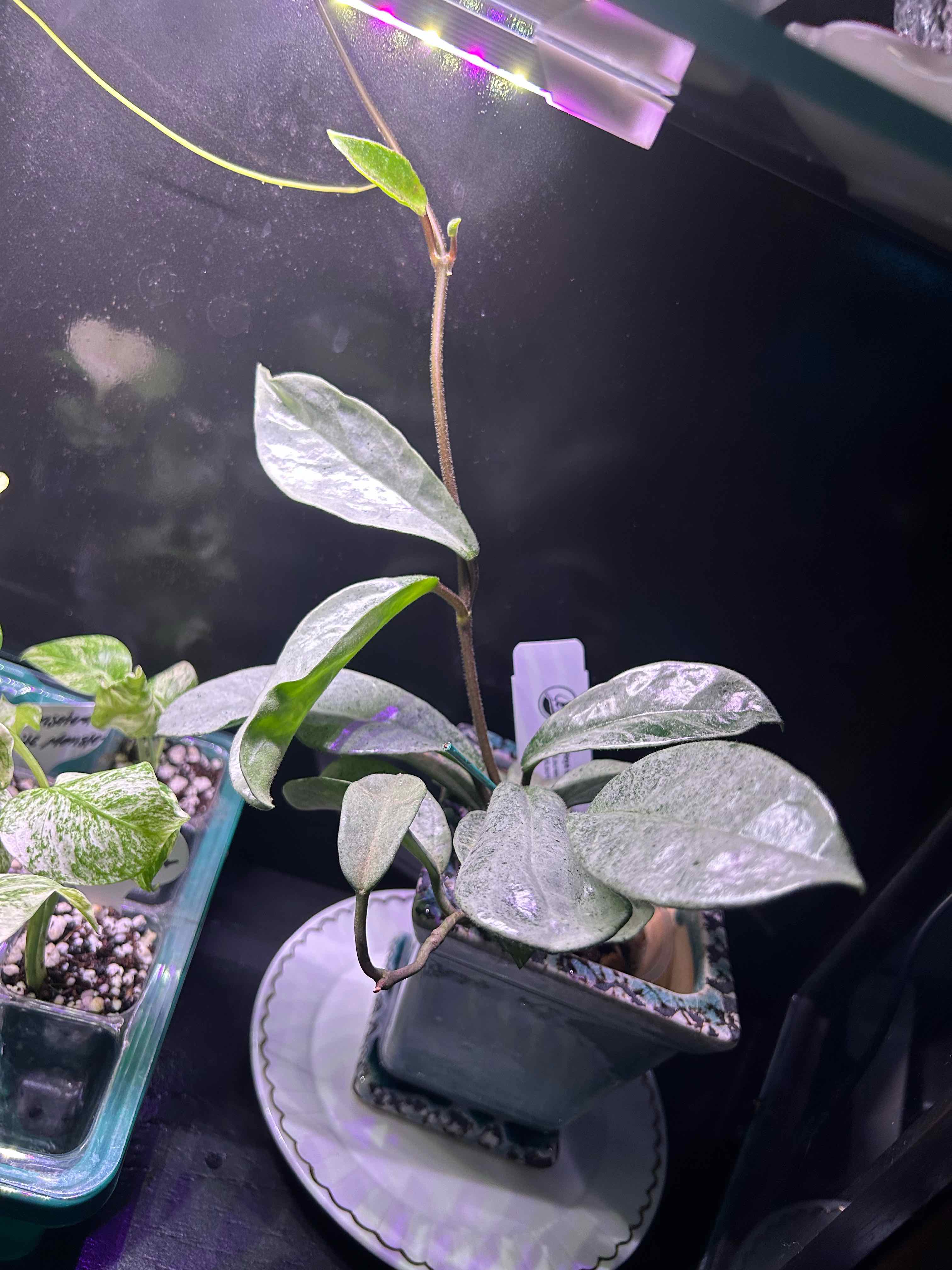 Photo of the plant species Waxplant by @Blhagmaier named Nova on Greg, the plant care app