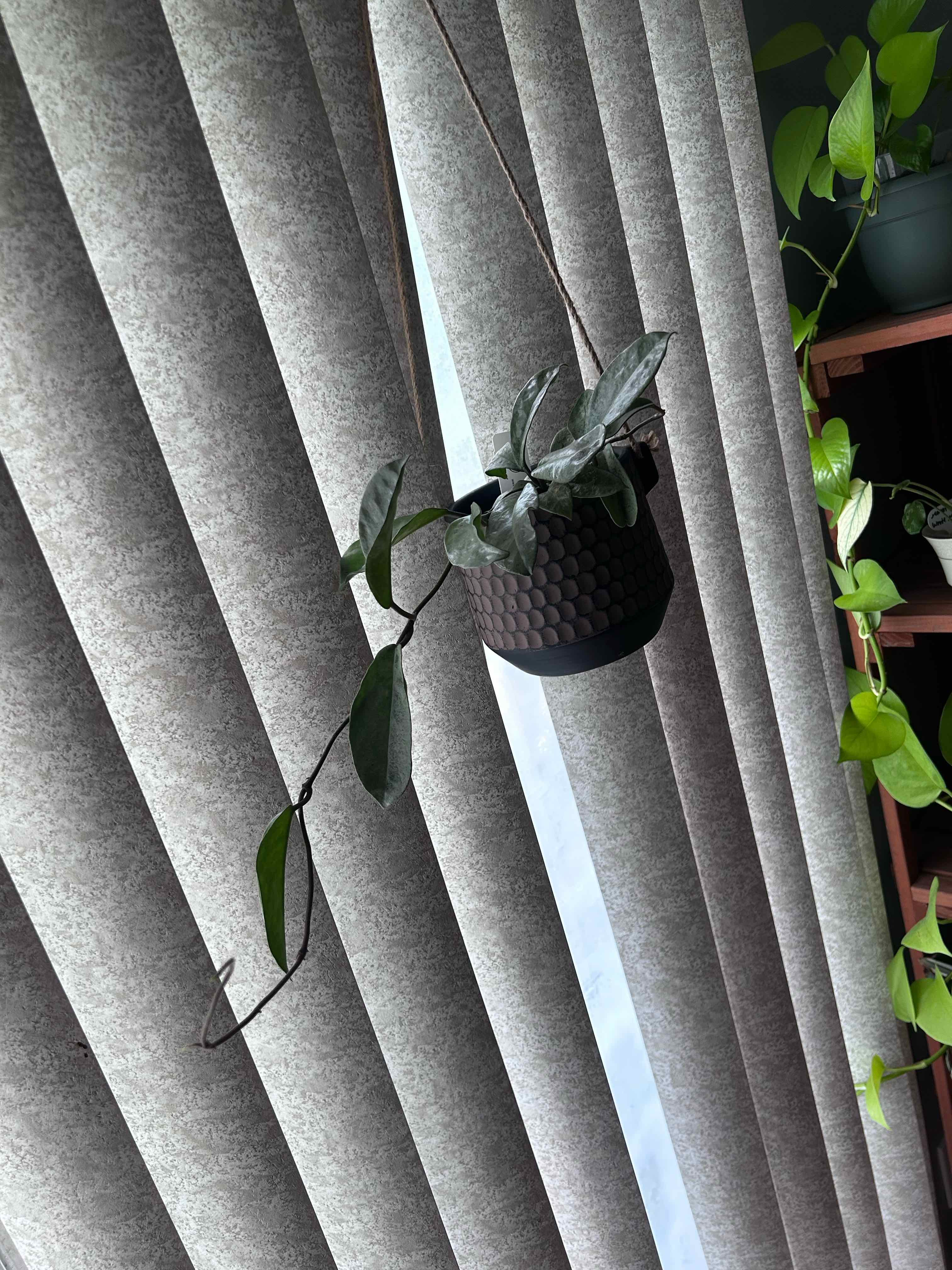 Photo of the plant species Waxplant by @Blhagmaier named Nova on Greg, the plant care app