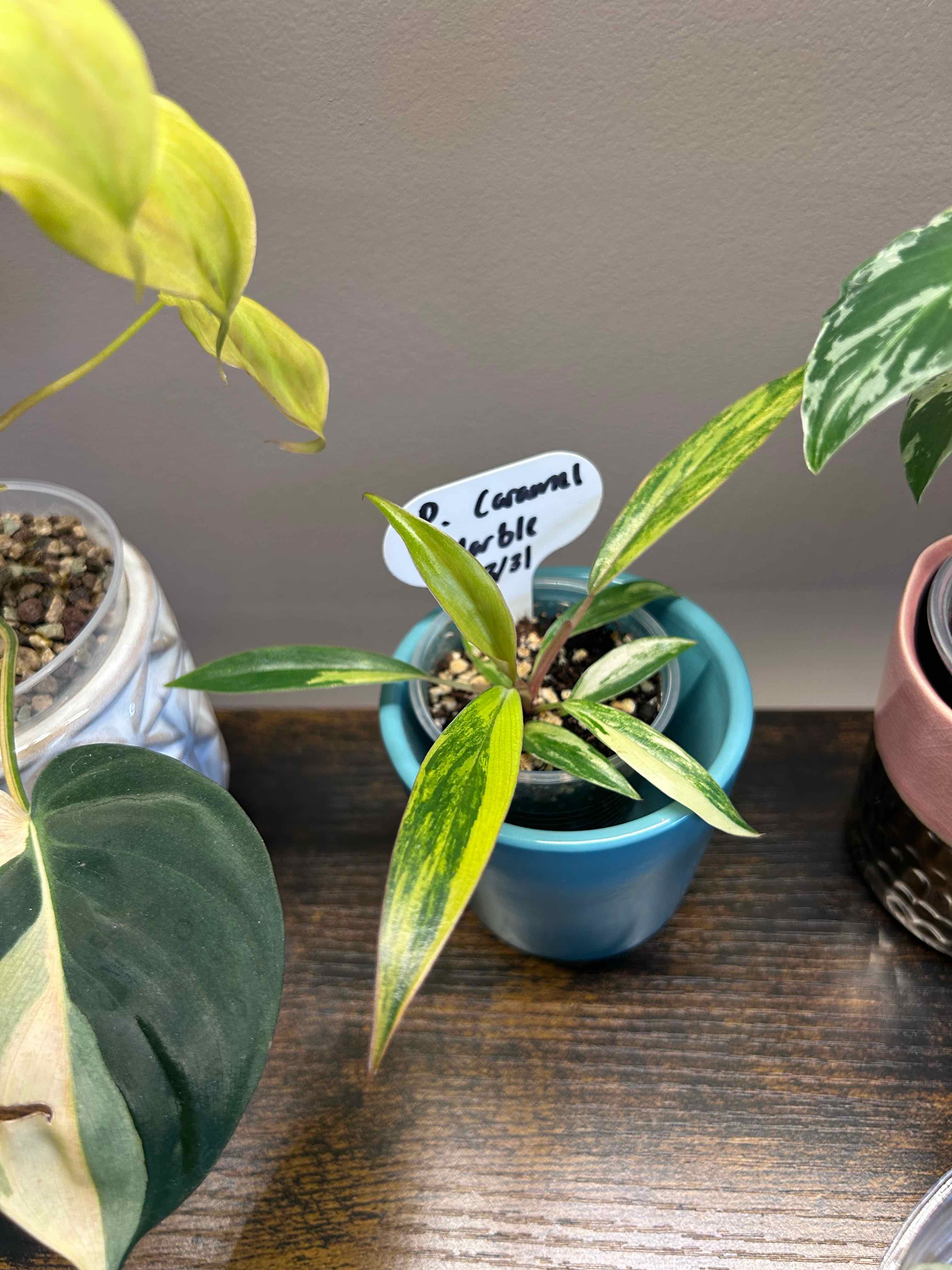Photo of the plant species Caramel Marble Philodendron by @Blhagmaier named Caramel on Greg, the plant care app