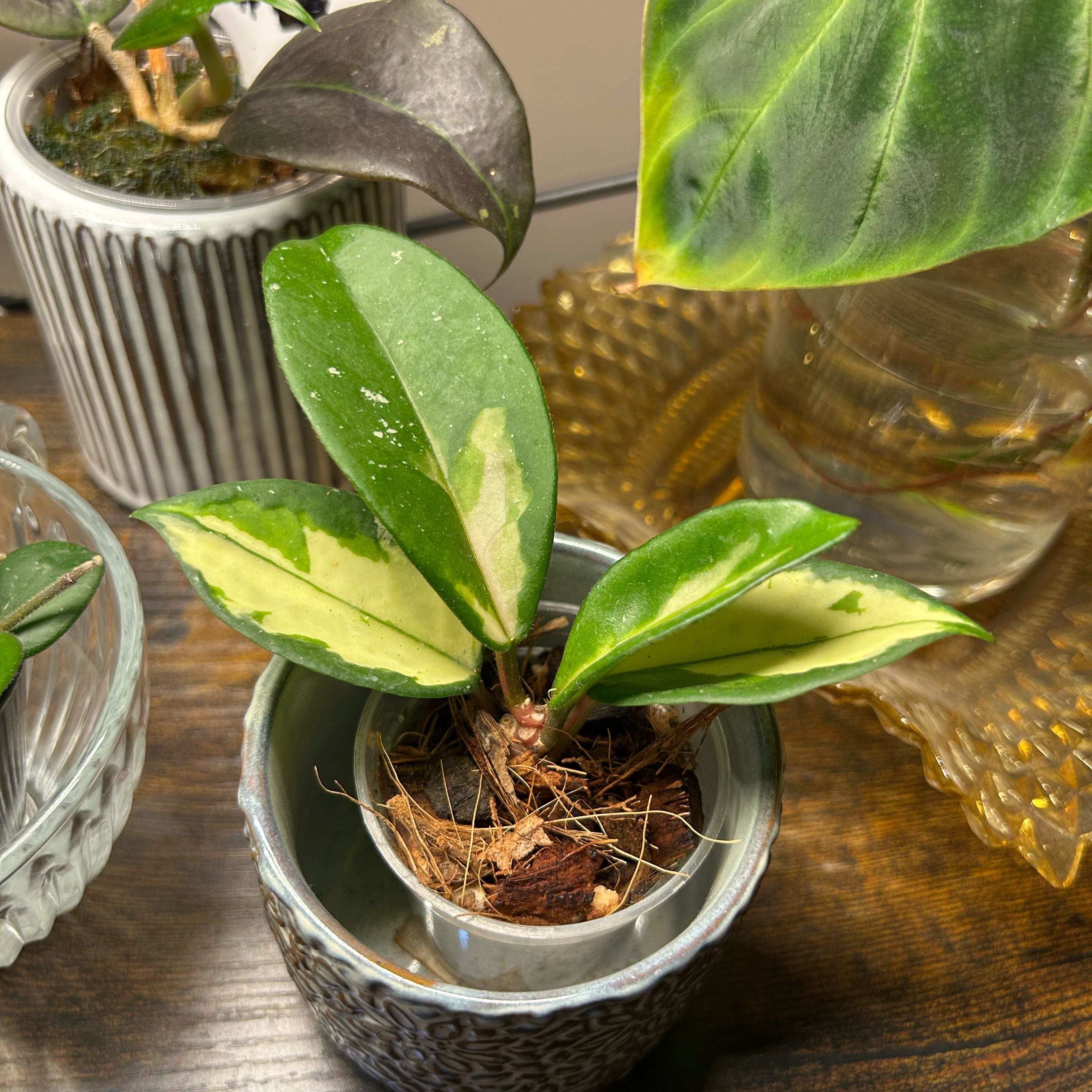 Photo of the plant species Exotic Hoya by @Blhagmaier named Exotica on Greg, the plant care app