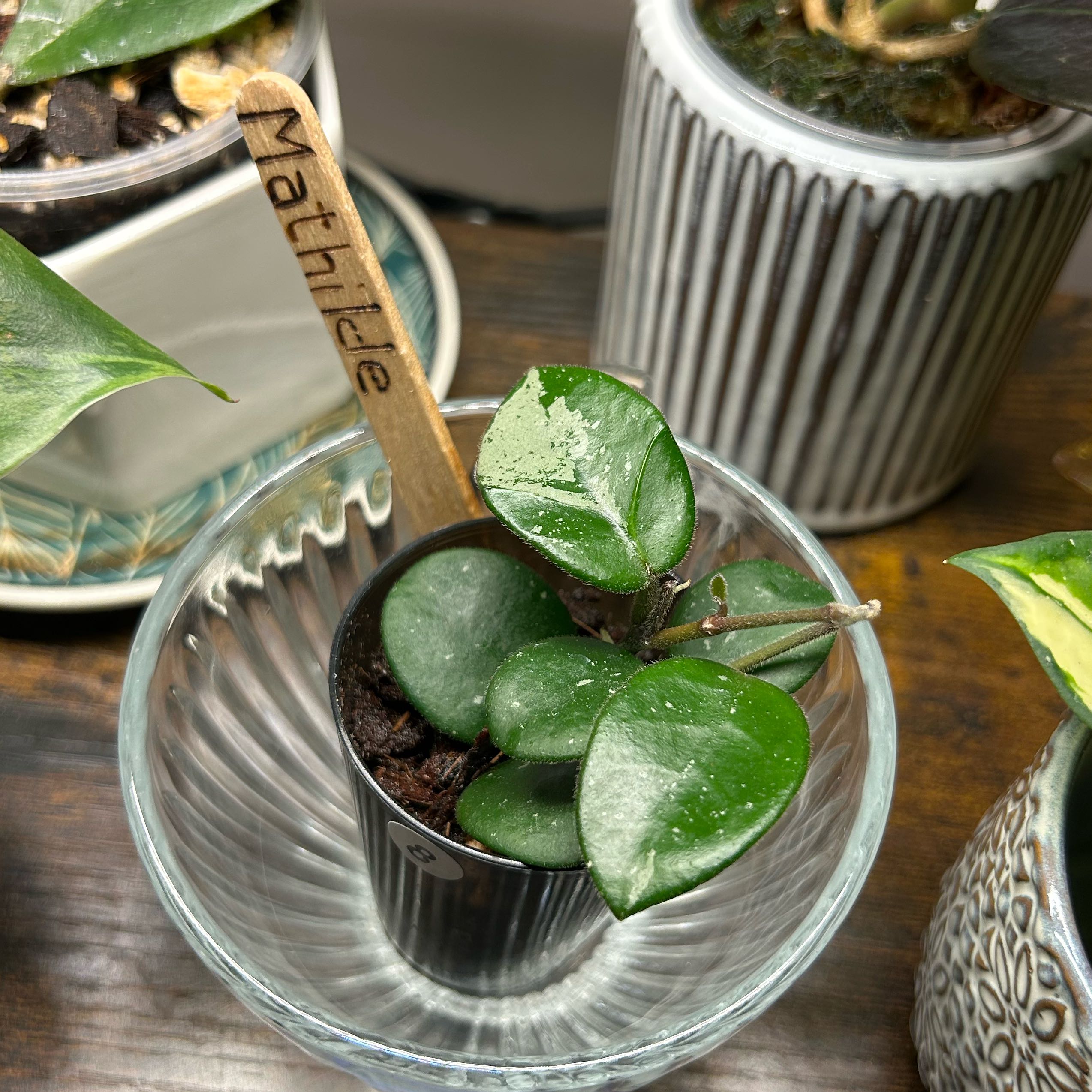 Photo of the plant species Hoya 'Mathilde Splash' by @Blhagmaier named Matilda on Greg, the plant care app
