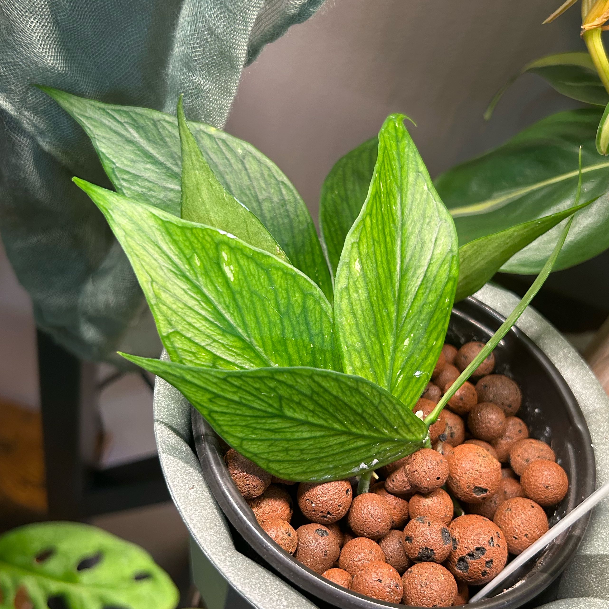 Photo of the plant species Fishtail Hoya by @Blhagmaier named Sonora on Greg, the plant care app
