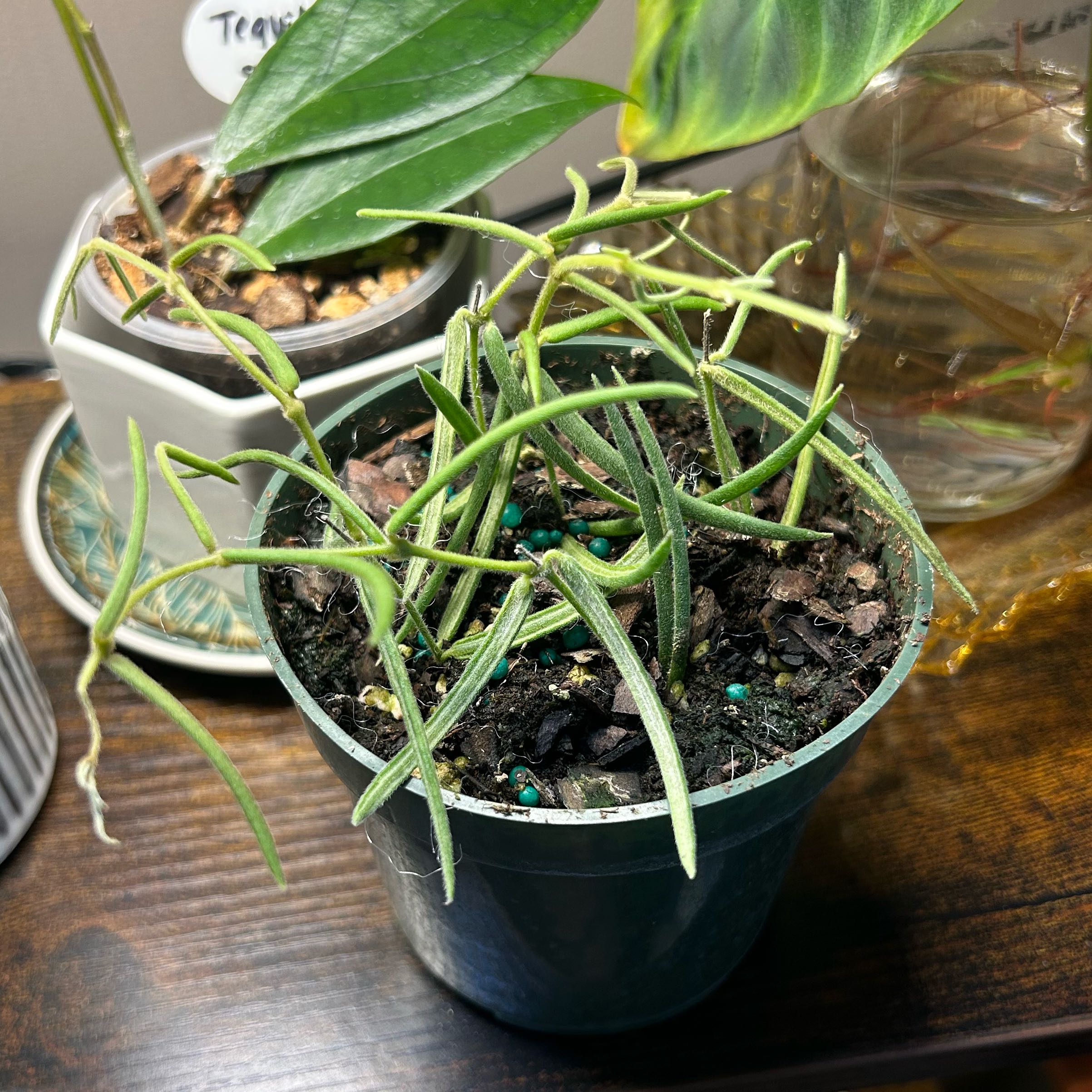 Photo of the plant species Wax Plant by @Blhagmaier named Linearis on Greg, the plant care app
