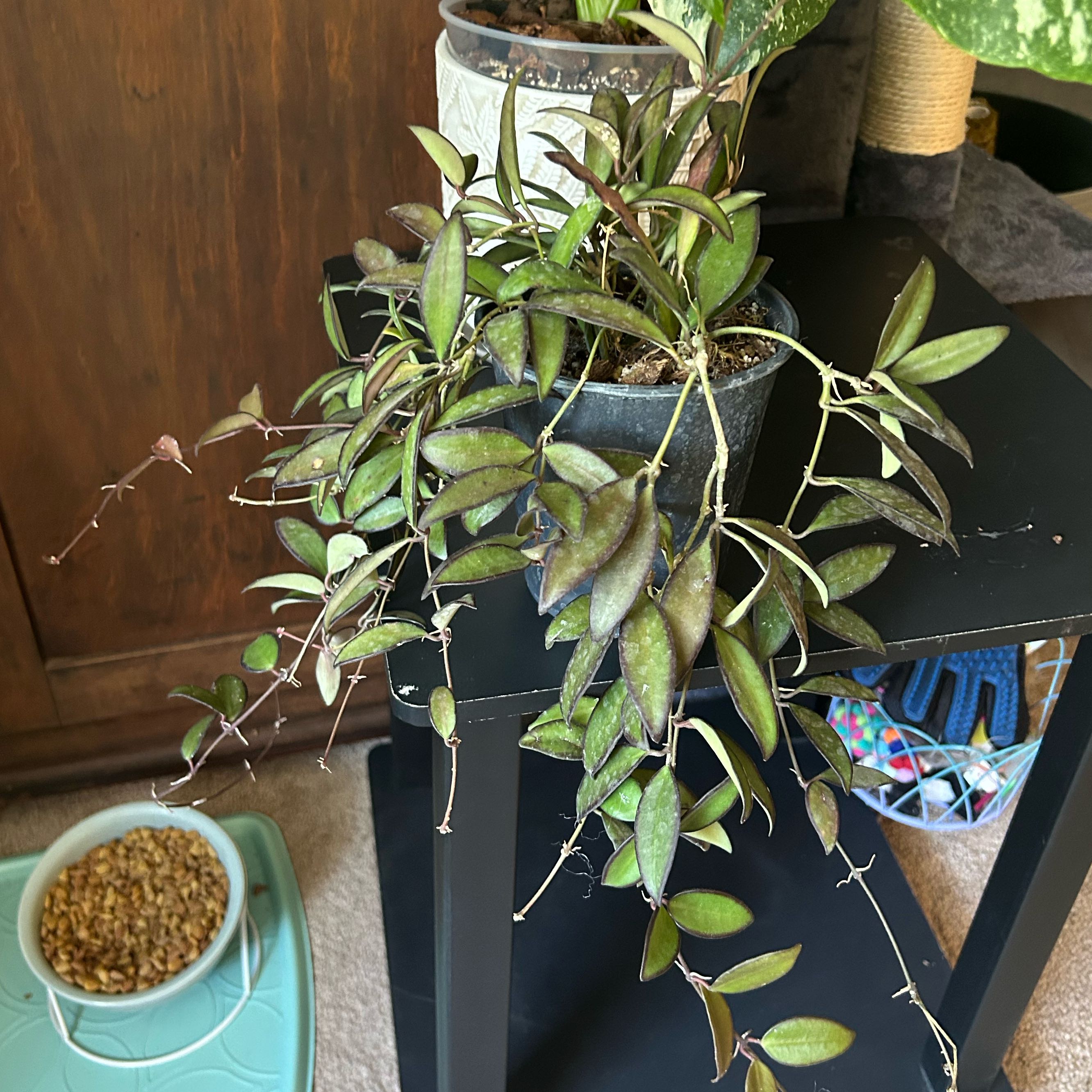 Photo of the plant species Hoya rosita 'Adrift' by @Blhagmaier named Rosita on Greg, the plant care app