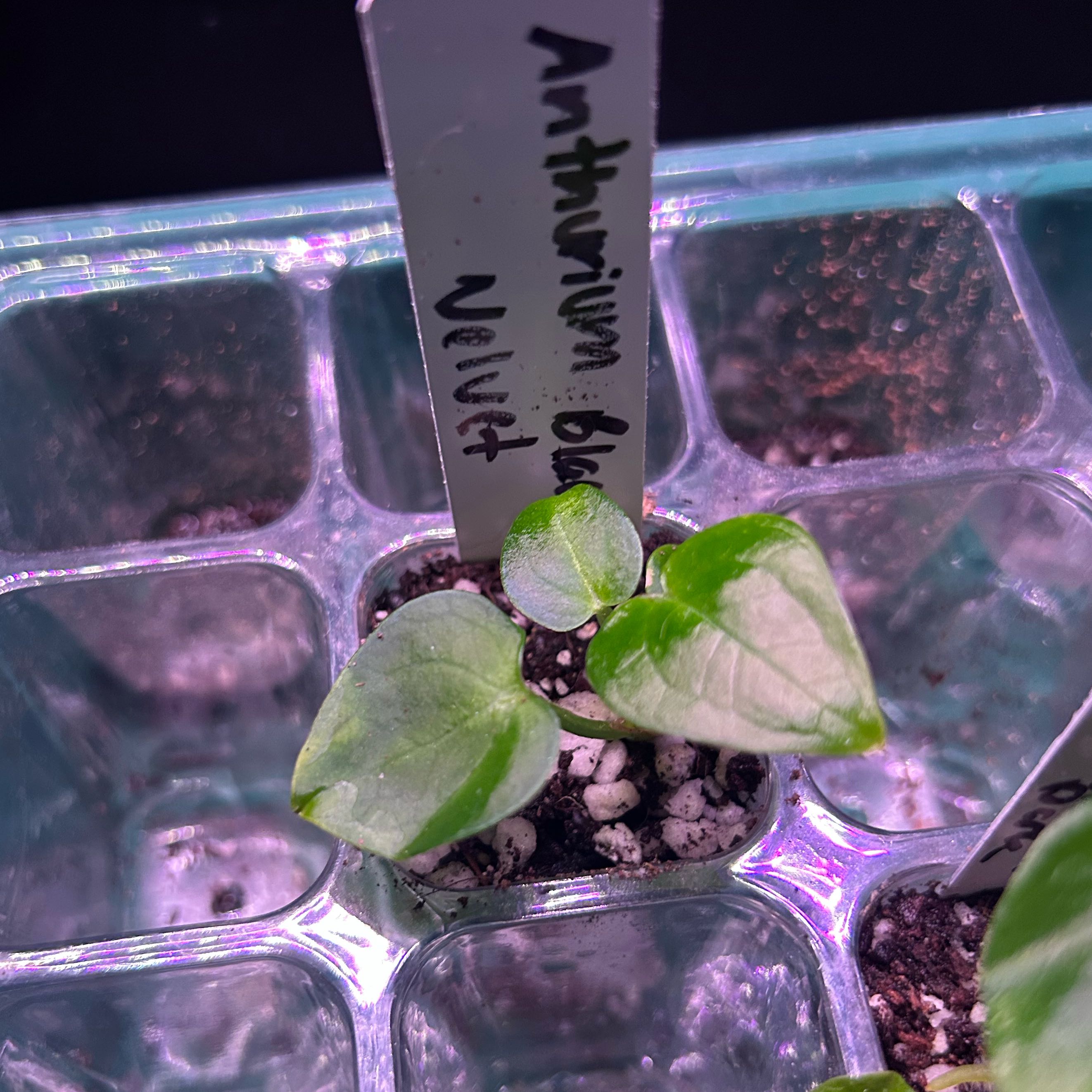 Photo of the plant species Black Phoenix by @Blhagmaier named Anth Black Velvet on Greg, the plant care app
