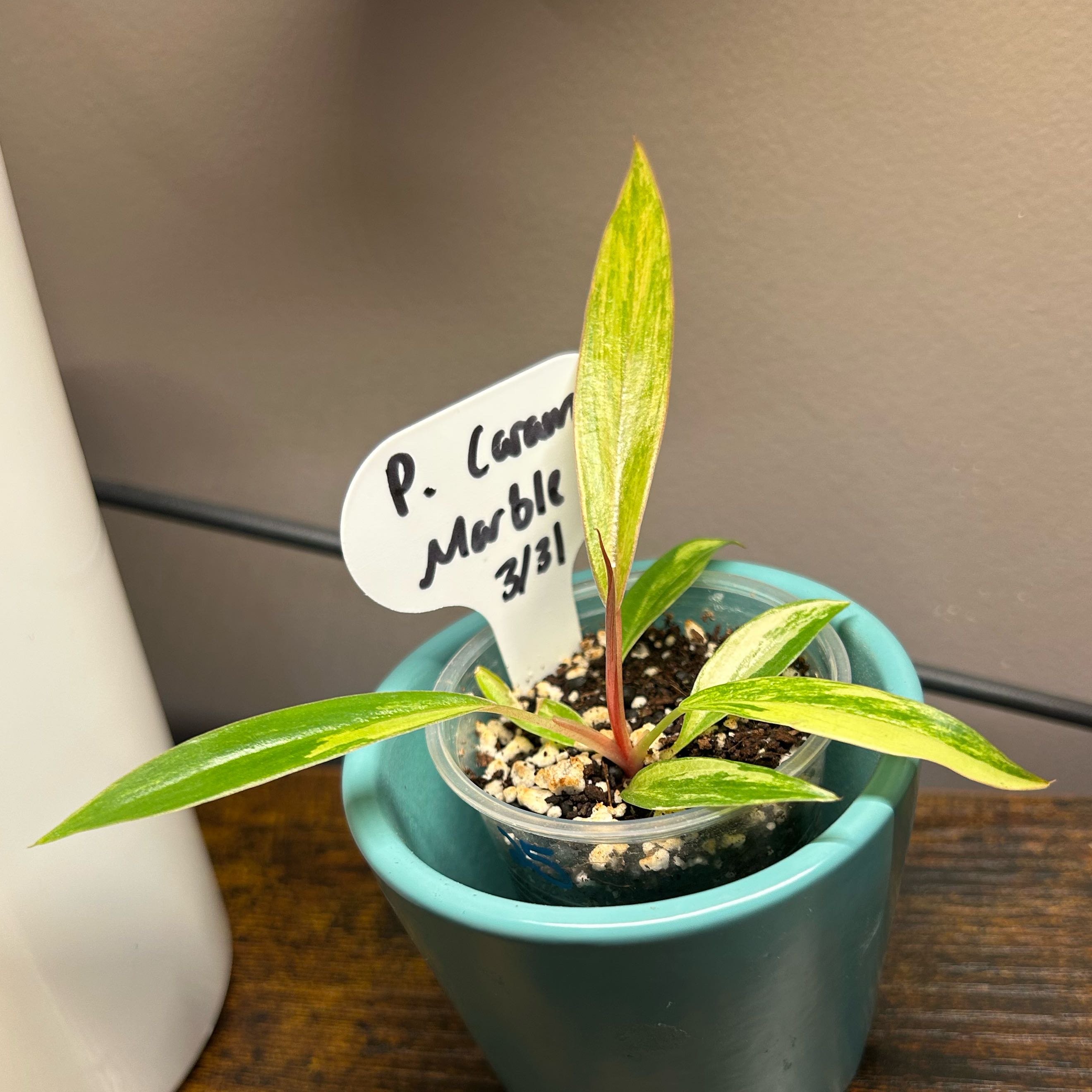 Photo of the plant species Caramel Marble Philodendron by @Blhagmaier named Caramel on Greg, the plant care app