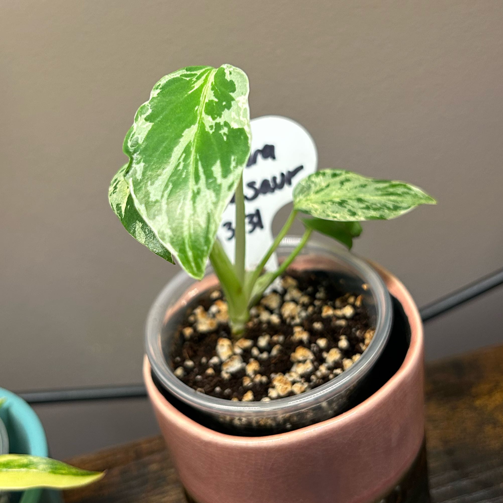 Photo of the plant species Monstera deliciosa 'Bulbosaur' by @Blhagmaier named Bulbasaur on Greg, the plant care app