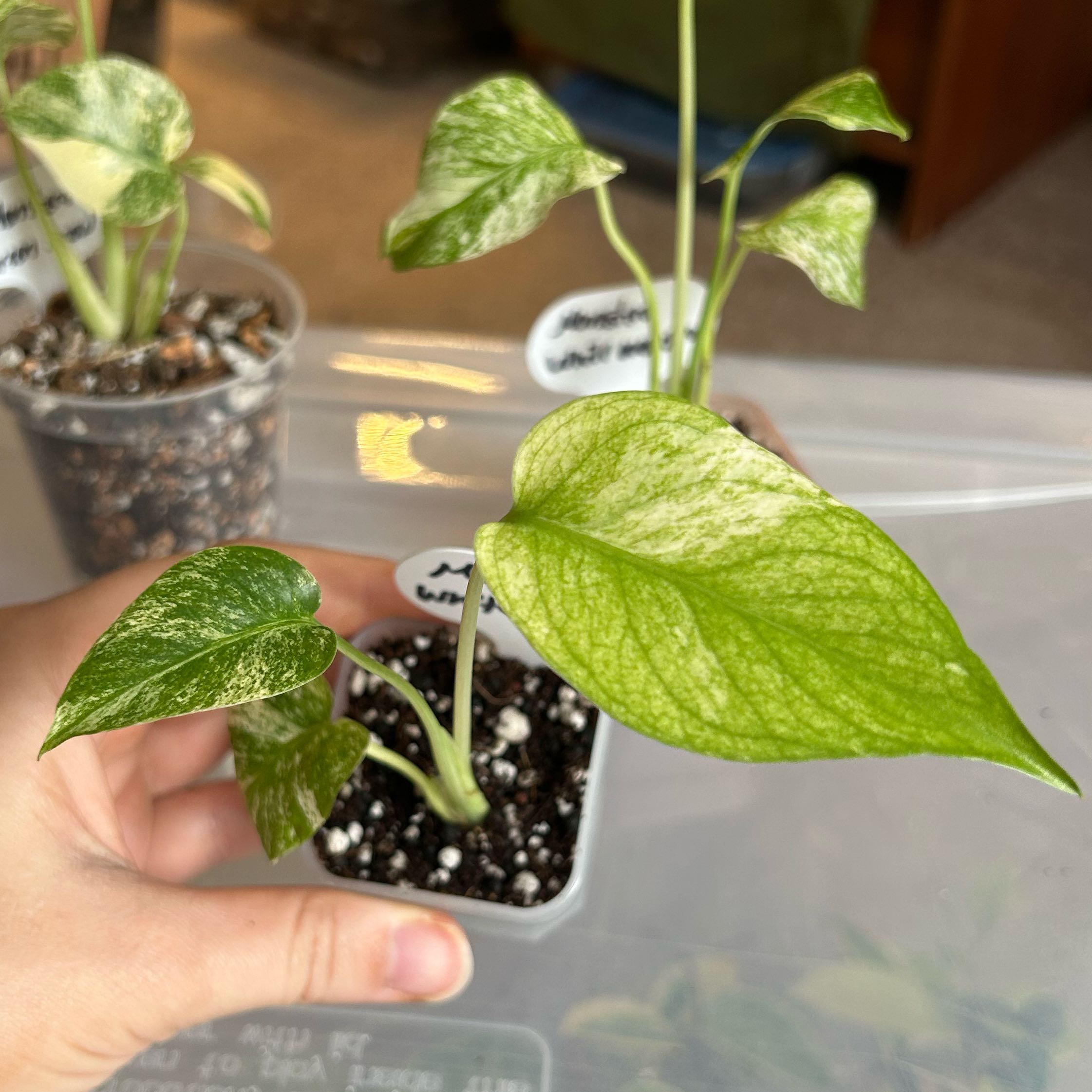 Photo of the plant species Monstera 'White Monster' by @Blhagmaier named White Monster on Greg, the plant care app