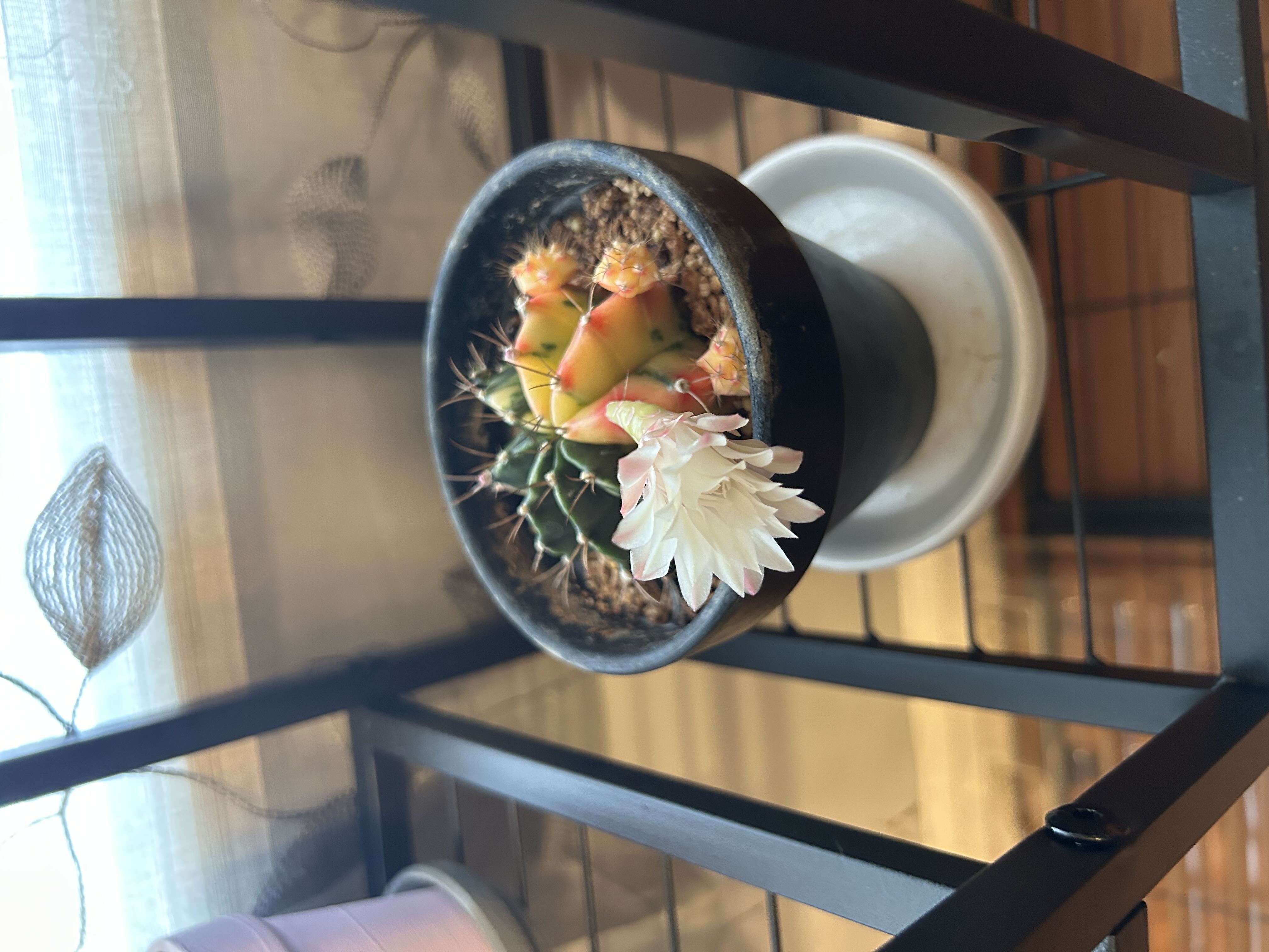 Photo from the post