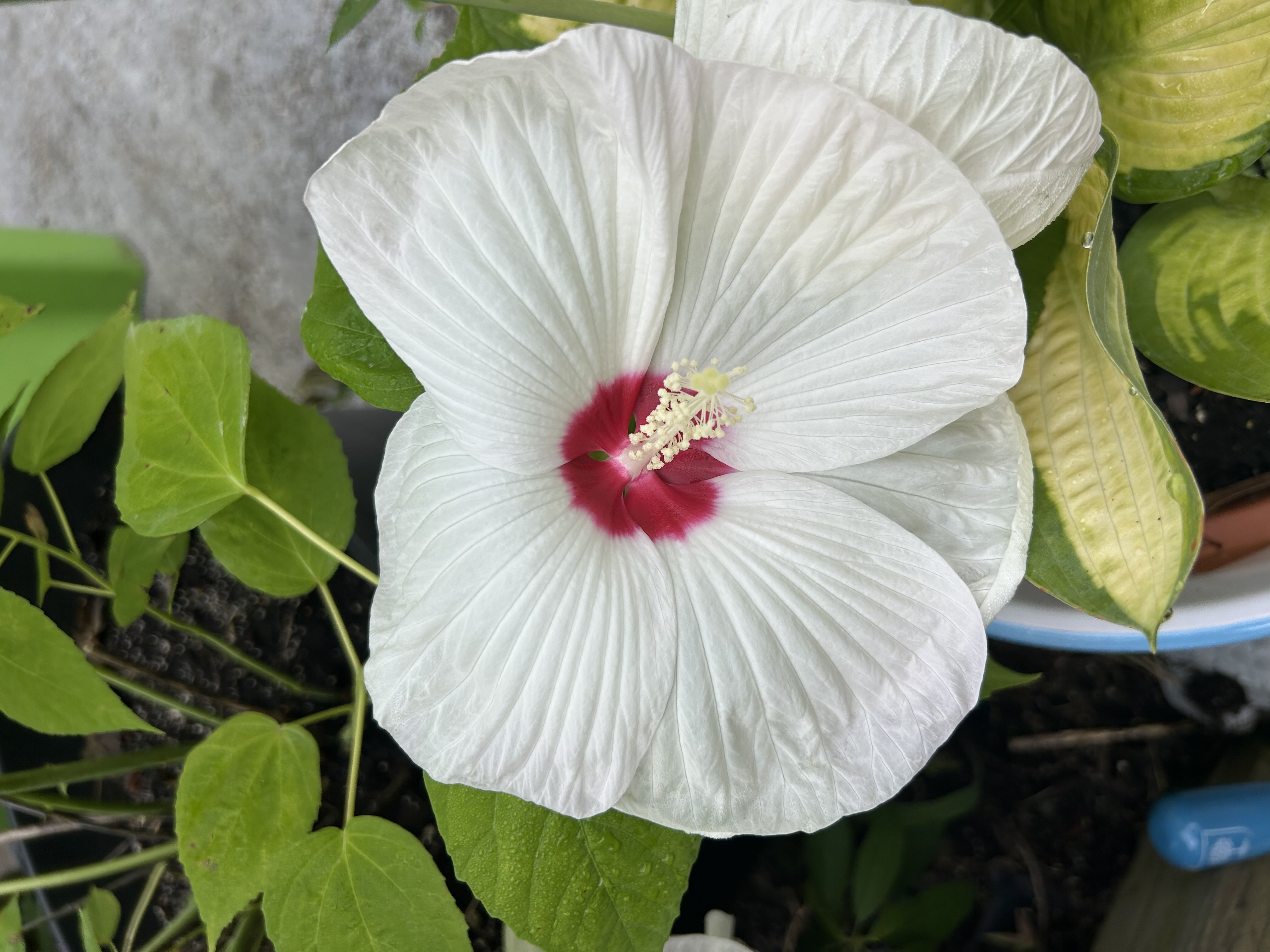 Photo from the post