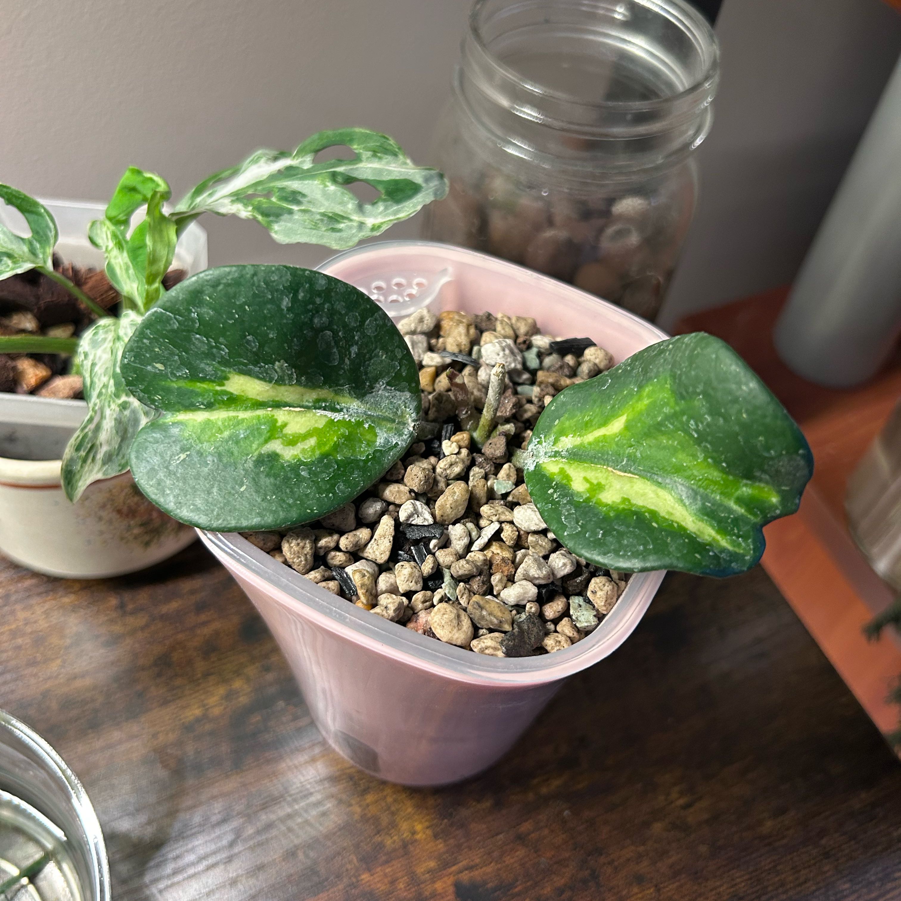 Photo of the plant species Hoya Obovata Variegated by @Blhagmaier named Obovata on Greg, the plant care app