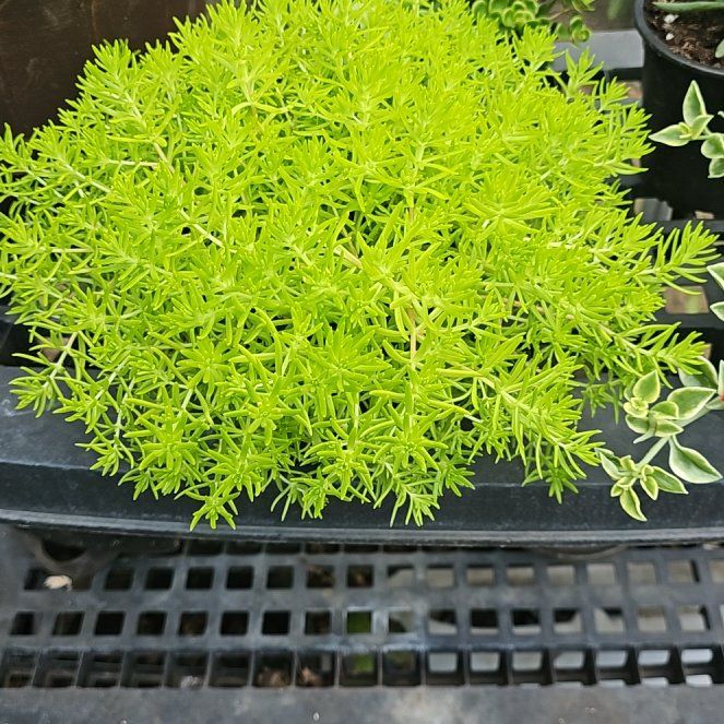 Photo of the plant species Sedum mexicanum 'Lemon Ball' by @StockyKapoktree named Rosa on Greg, the plant care app