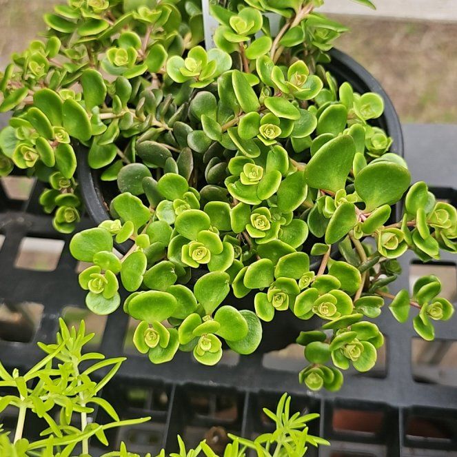 Photo of the plant species Sedum tetractinum 'Coral Reef' by @StockyKapoktree named Emerson on Greg, the plant care app