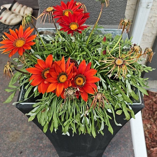 Photo of the plant species Treasureflower by @StockyKapoktree named Osmo on Greg, the plant care app