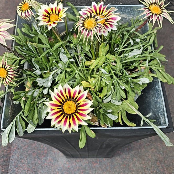 Photo of the plant species Treasureflower by @StockyKapoktree named Anne on Greg, the plant care app
