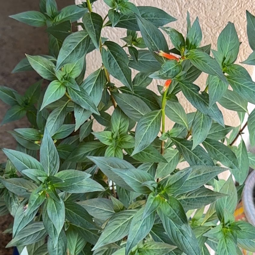 Photo of the plant species cigar plant by @VipTallboronia named Nithin on Greg, the plant care app