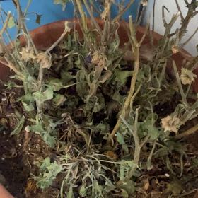 Photo of the plant species Yellow Horned Poppy by @ArdentMilkmaids named Einstein on Greg, the plant care app