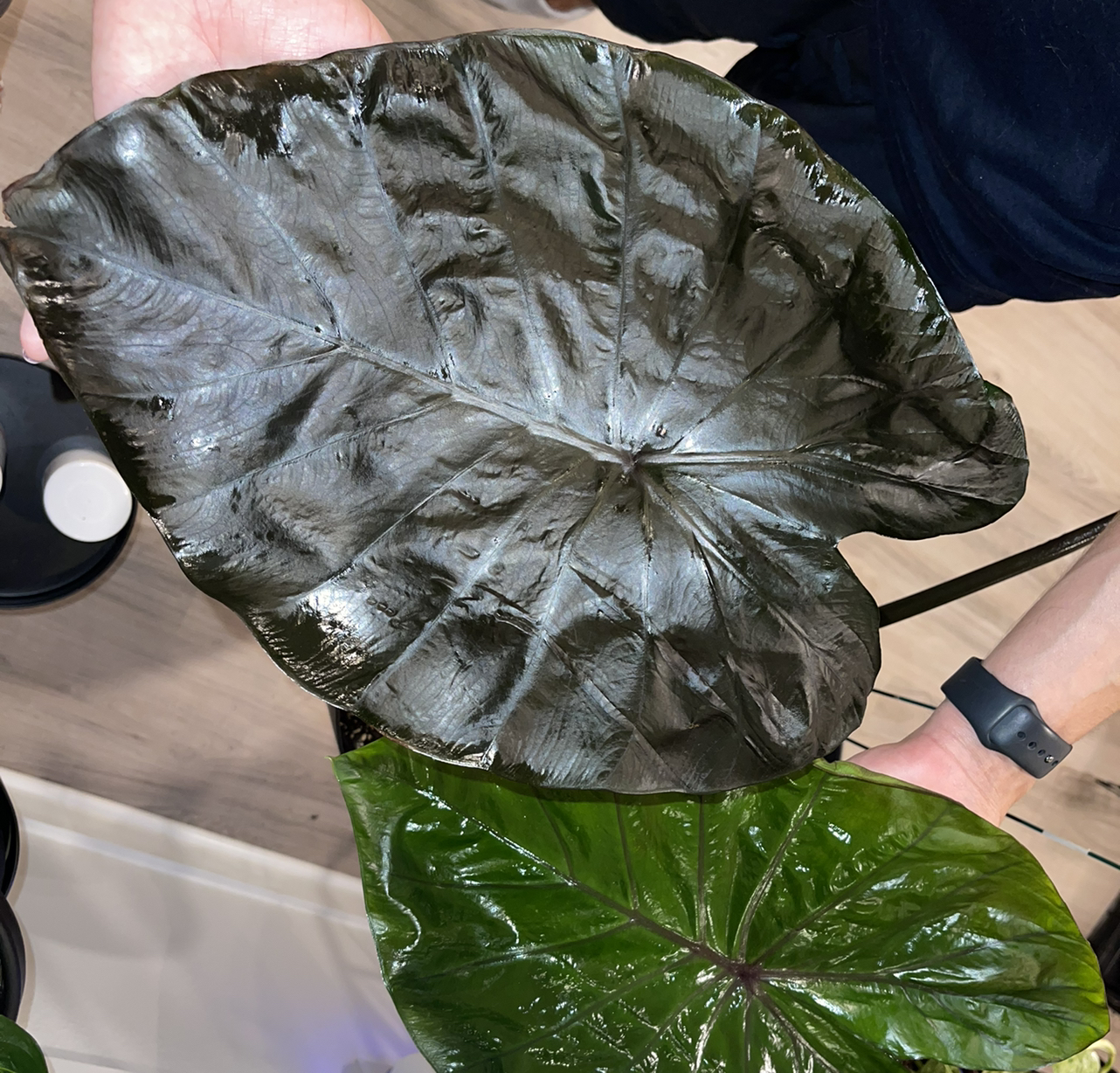 Photo of the plant species Black Coral Elephant Ear by @ShowyCheesebush named Kobe on Greg, the plant care app