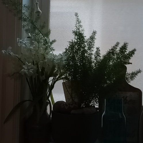 Photo of the plant species Citrus medica by @DandyLillypilly named Harmony on Greg, the plant care app