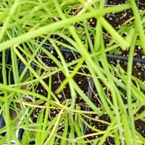 Photo of the plant species Rush-Stem Clematis by @DandyLillypilly named Stella on Greg, the plant care app