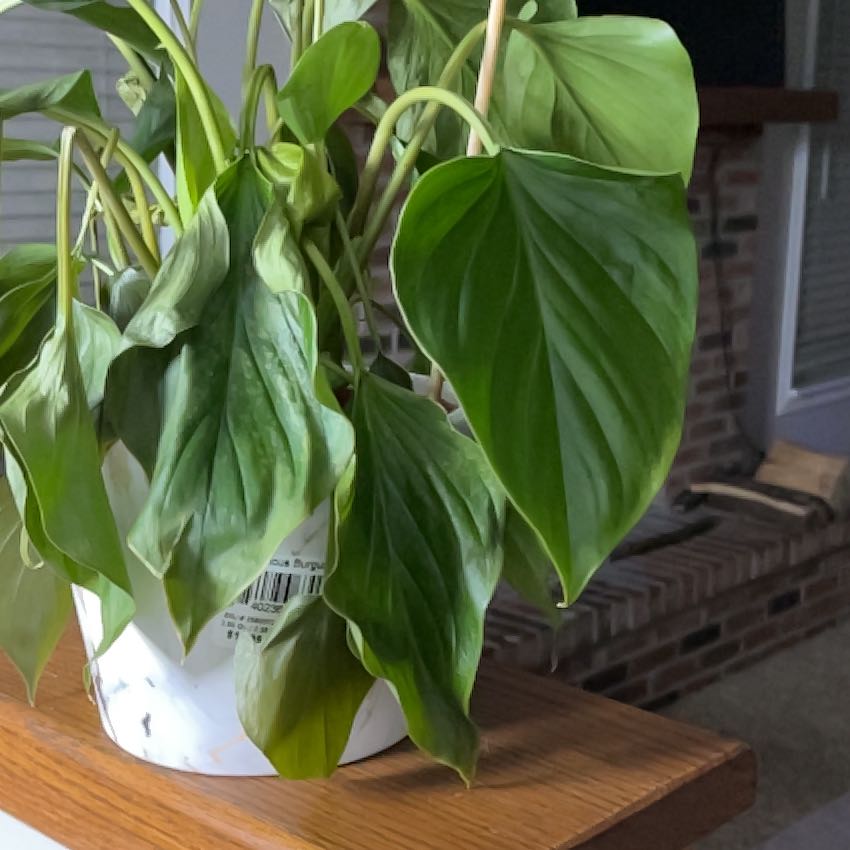 Sproutacus