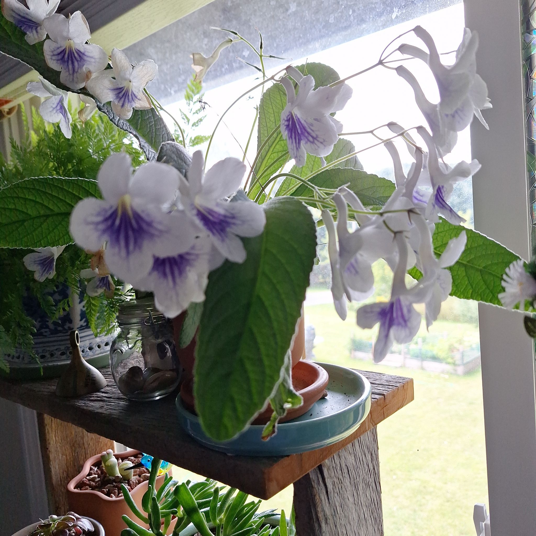 Photo of the plant species Streptocarpus 'Mia' by @Caitibird named Naomi on Greg, the plant care app
