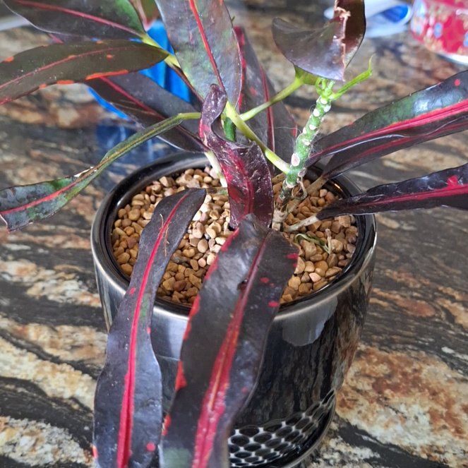 Photo of the plant species Croton Curly Boy by @Caitibird named Count Adhemar on Greg, the plant care app