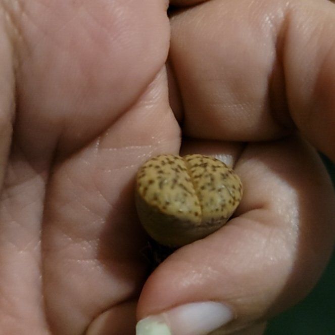 Photo of the plant species Living Stone by @ProphetHardhead named Poppy on Greg, the plant care app