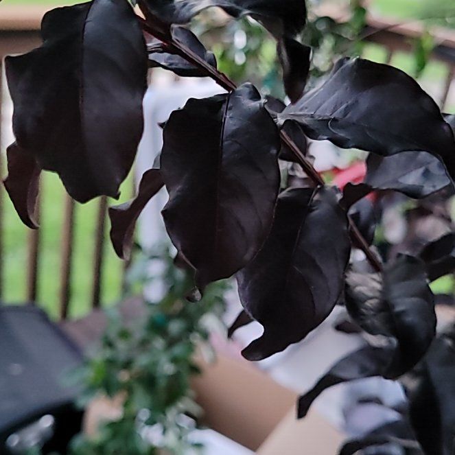 Photo of the plant species Midnight Magic Crape Myrtle by @ProphetHardhead named Nyx on Greg, the plant care app