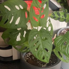 Monstera monkey leaf Plant Care: Water, Light, Nutrients | Greg App 🌱