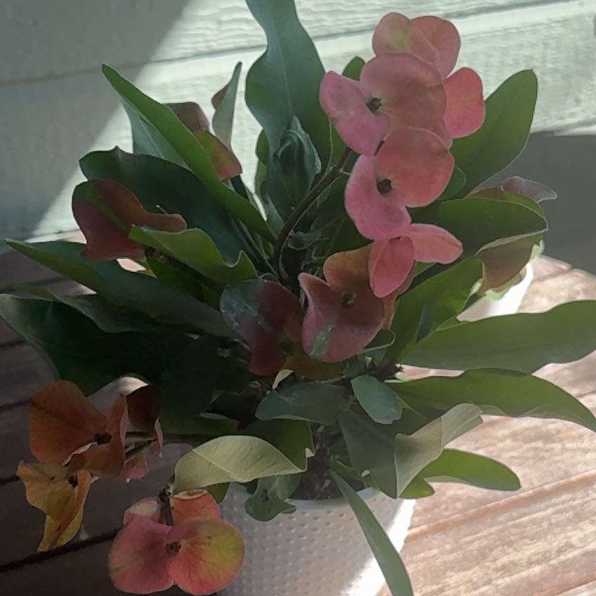 Photo of the plant species Grandiflora Crown of Thorns by @TotalReginairis named Shakira on Greg, the plant care app