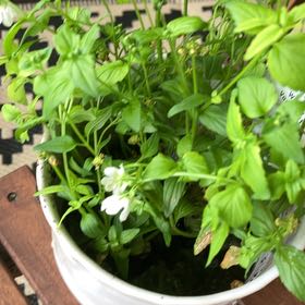 Photo of the plant species nemesia by @AssuredKamahi named Coco on Greg, the plant care app