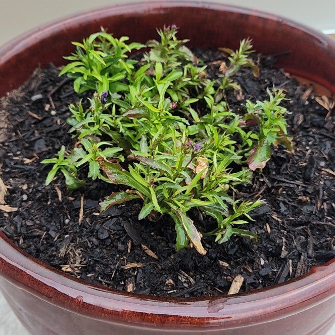 Photo of the plant species Great Blue Lobelia by @LushBluevervain named Terra on Greg, the plant care app